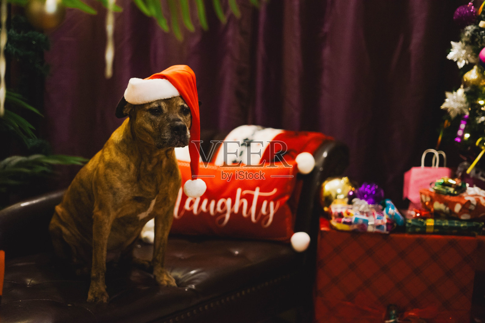 顽皮的圣诞狗照片摄影图片
