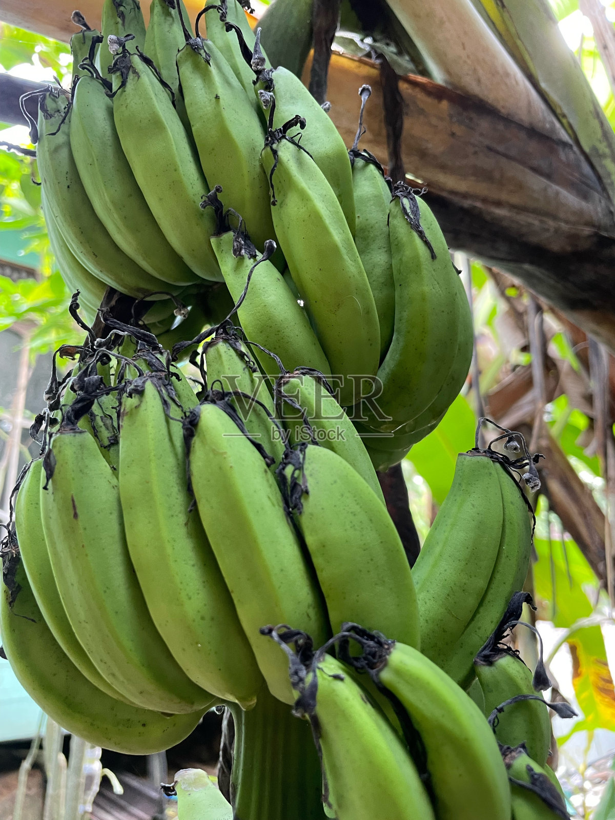 香蕉照片摄影图片