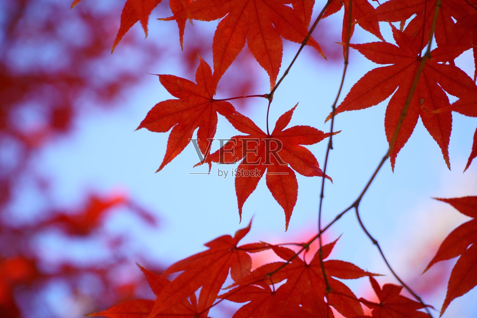 天空和红枫叶照片摄影图片
