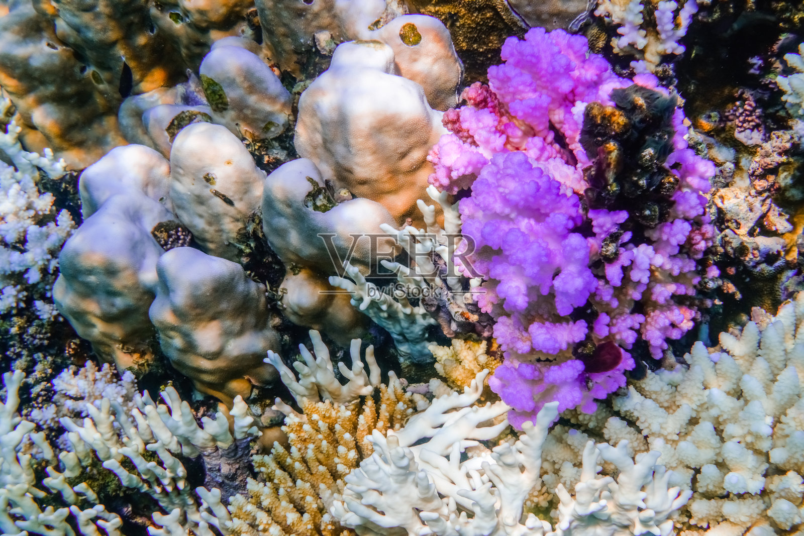 在埃及浮潜时,粉色珊瑚在其他珊瑚之间照片摄影图片