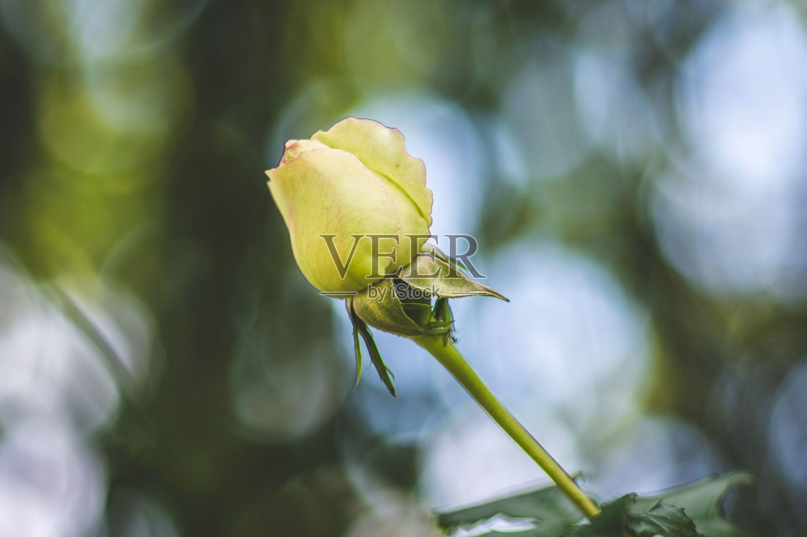 鲜艳的黄玫瑰在自然的阳光照射下,映衬着郁郁葱葱的绿叶照片摄影图片