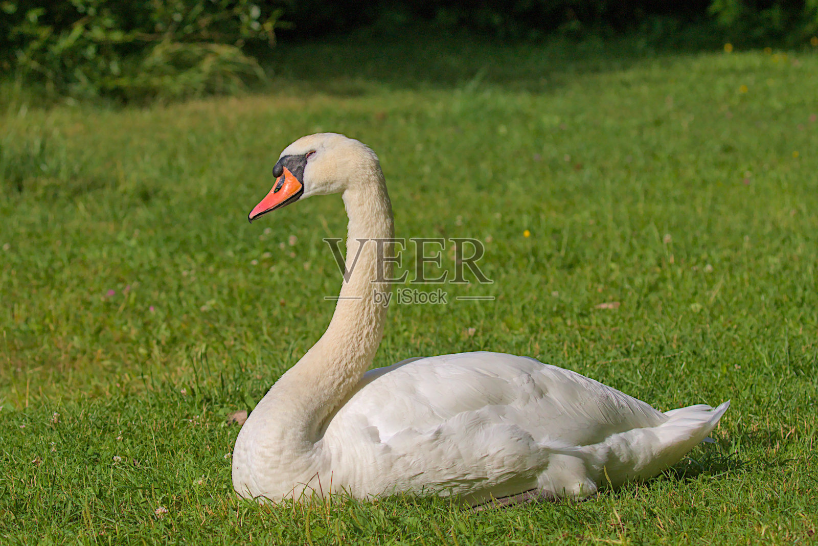 一只明亮美丽的白天鹅栖息在绿色的草地上。照片摄影图片