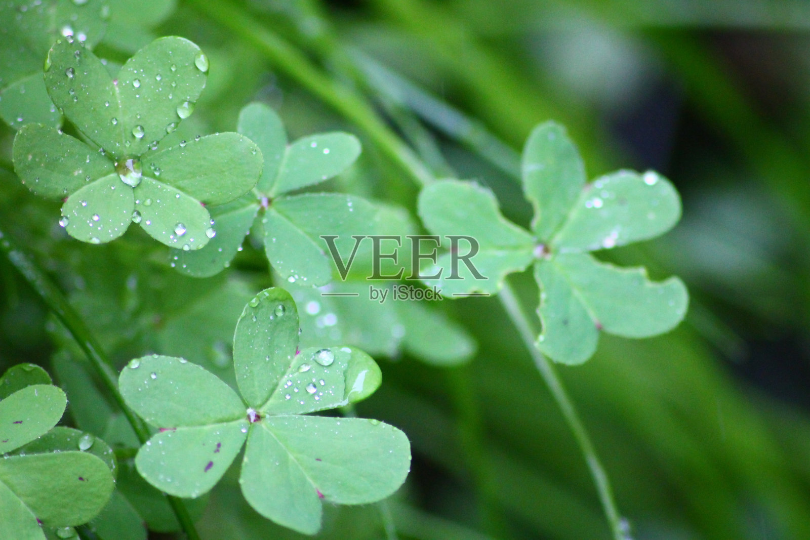 三叶草上有水滴,后面是绿草照片摄影图片