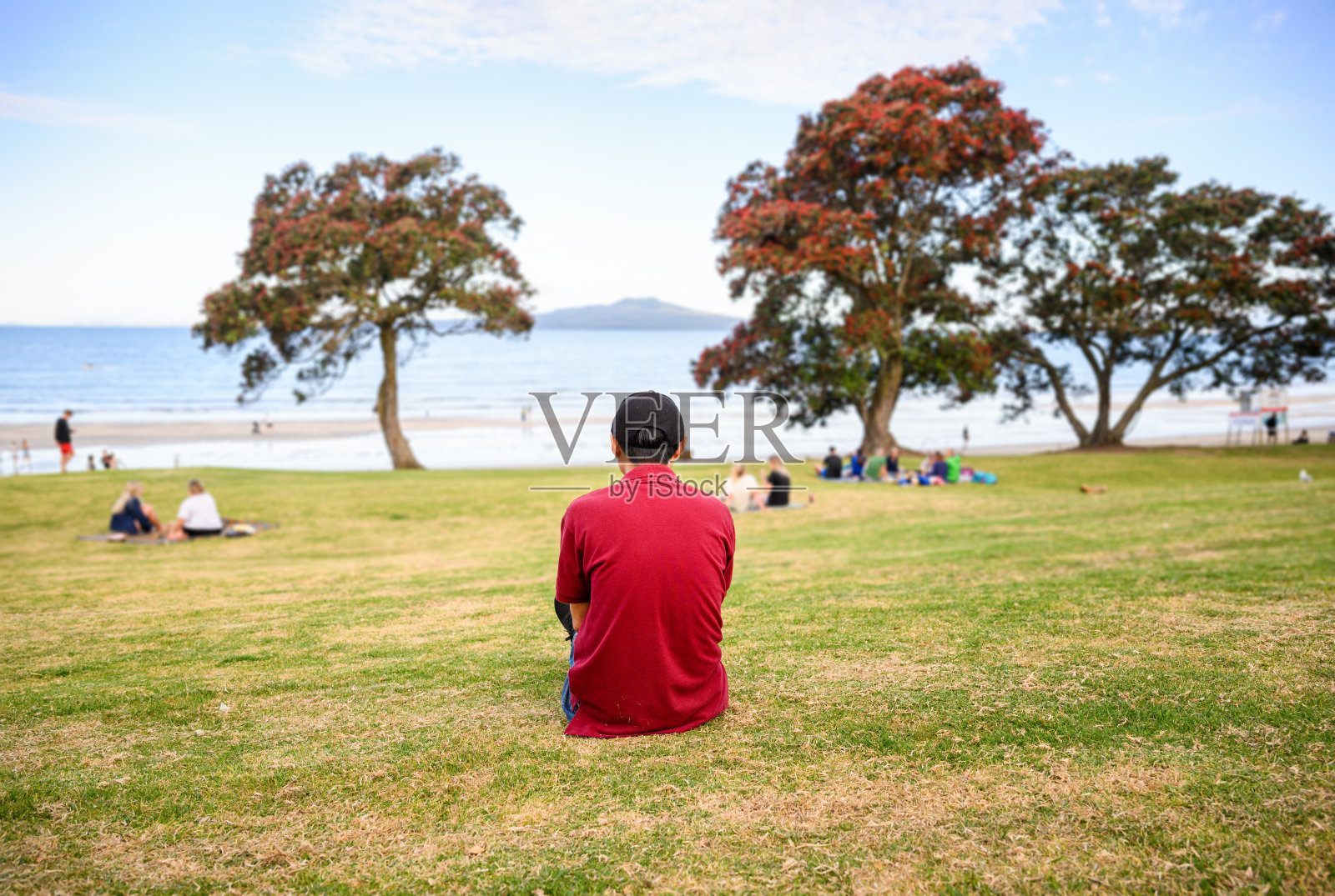 人们在塔卡普纳海滩放松。盛开的波胡图卡瓦树。远处的朗伊托托岛。奥克兰。照片摄影图片