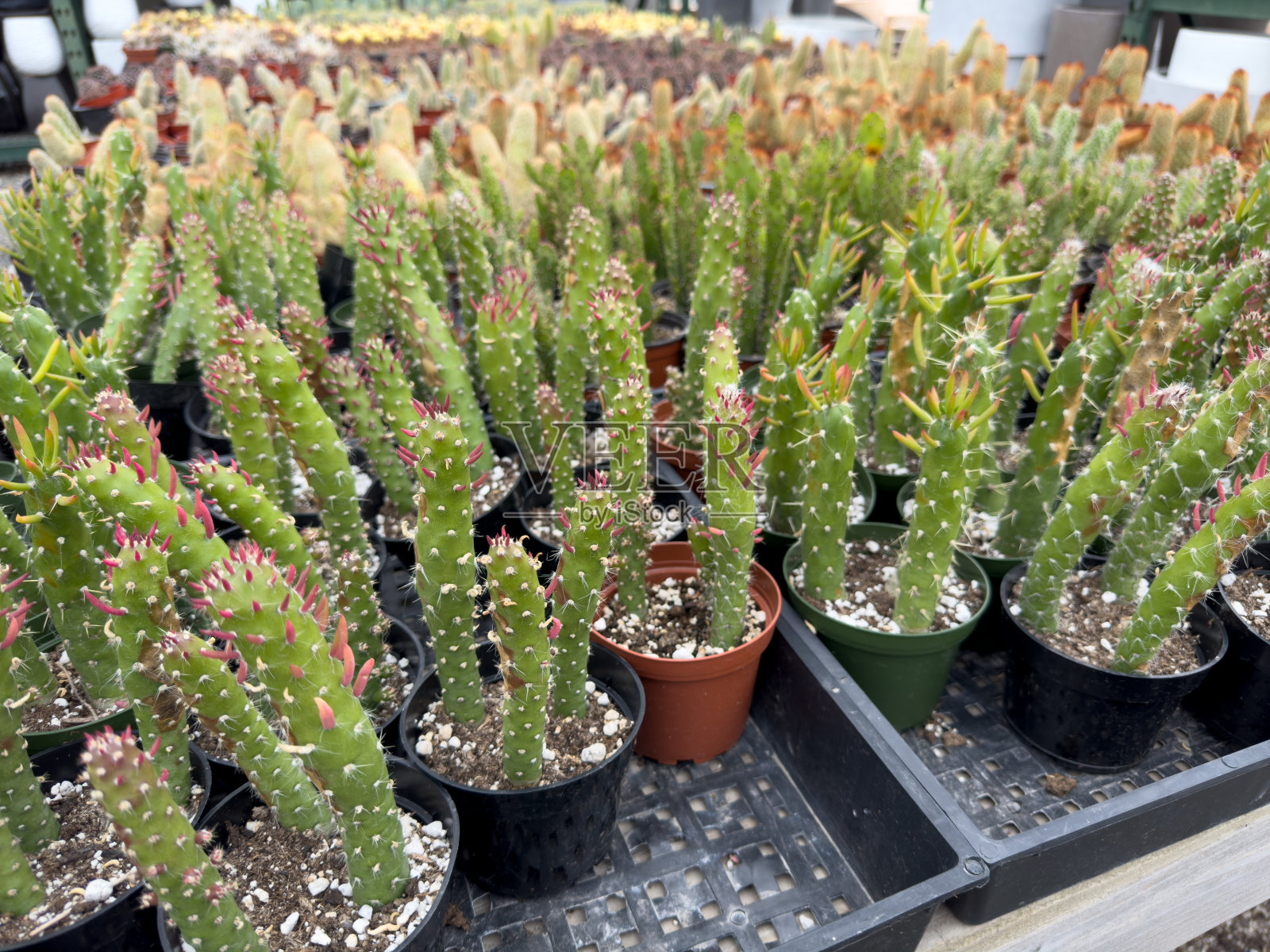 夏娃的别针仙人掌照片摄影图片