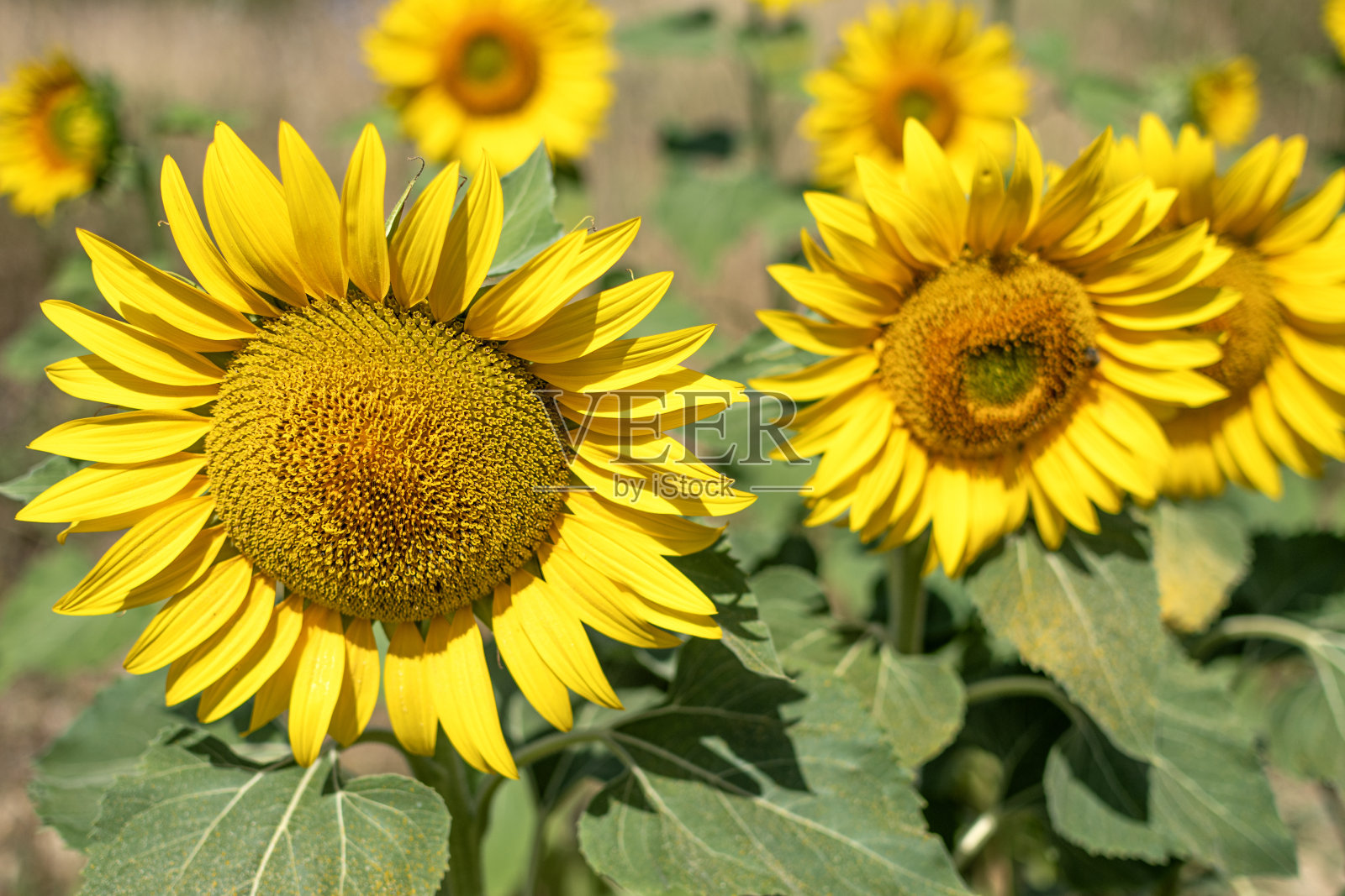 向日葵在向日葵地里照片摄影图片