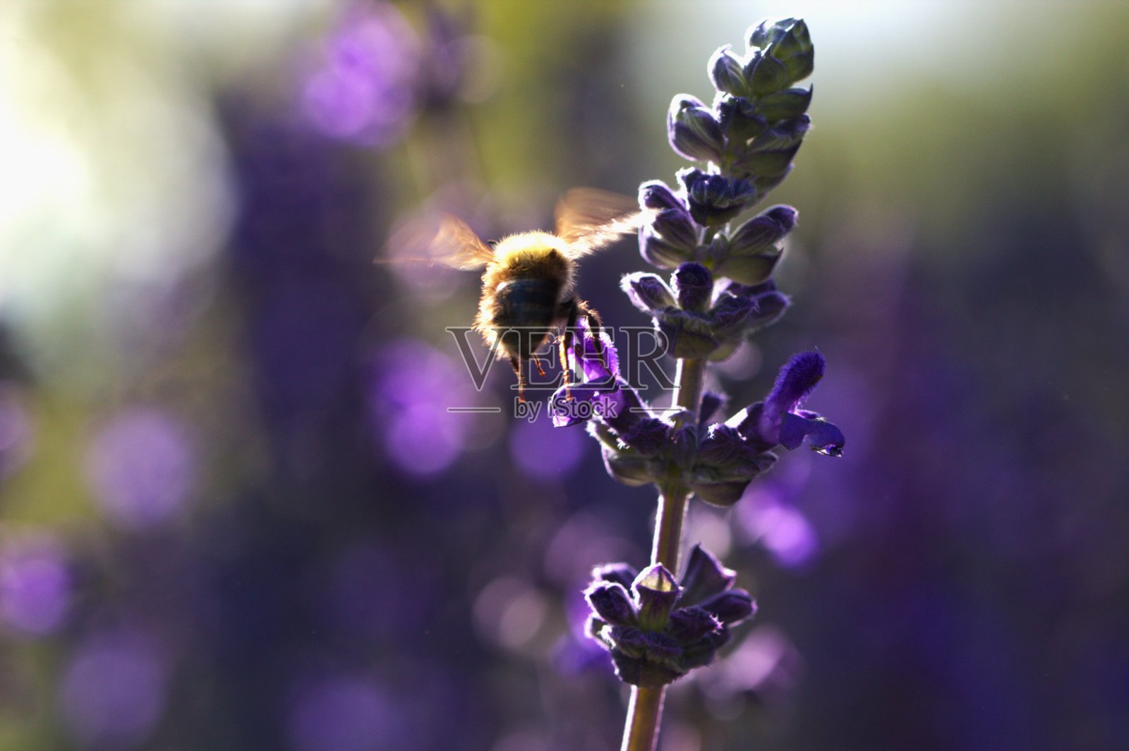 蜜蜂和薰衣草照片摄影图片