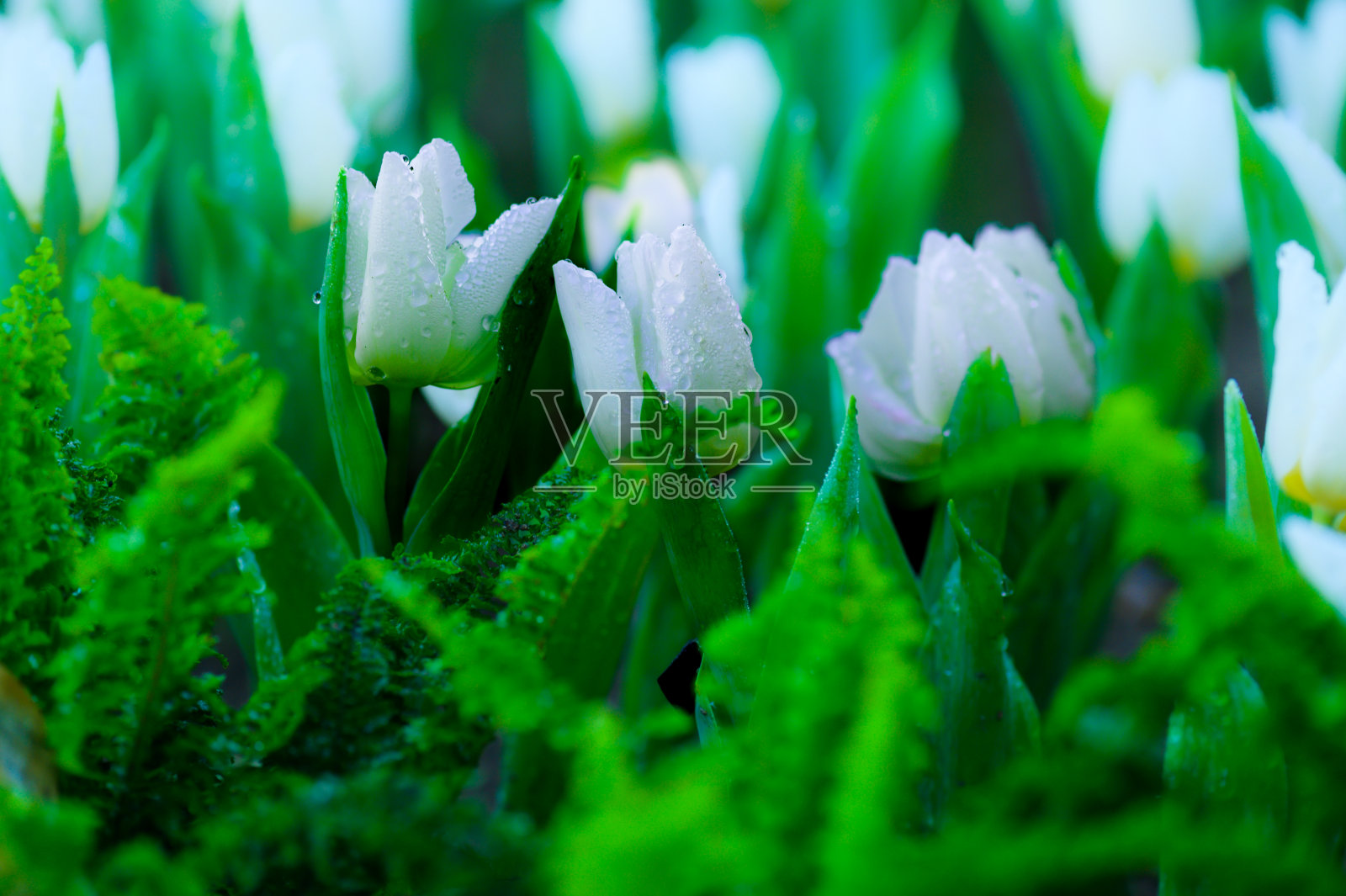 迷人的清迈花卉节中的郁金香花园照片摄影图片