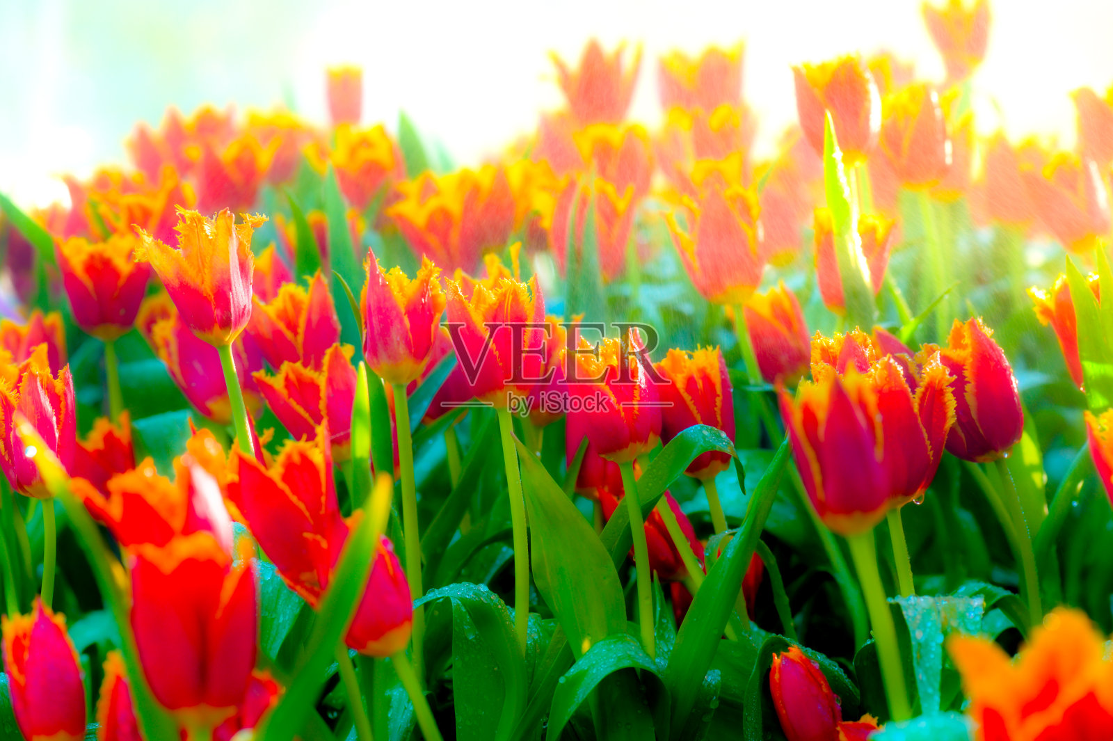 迷人的清迈花卉节中的郁金香花园照片摄影图片