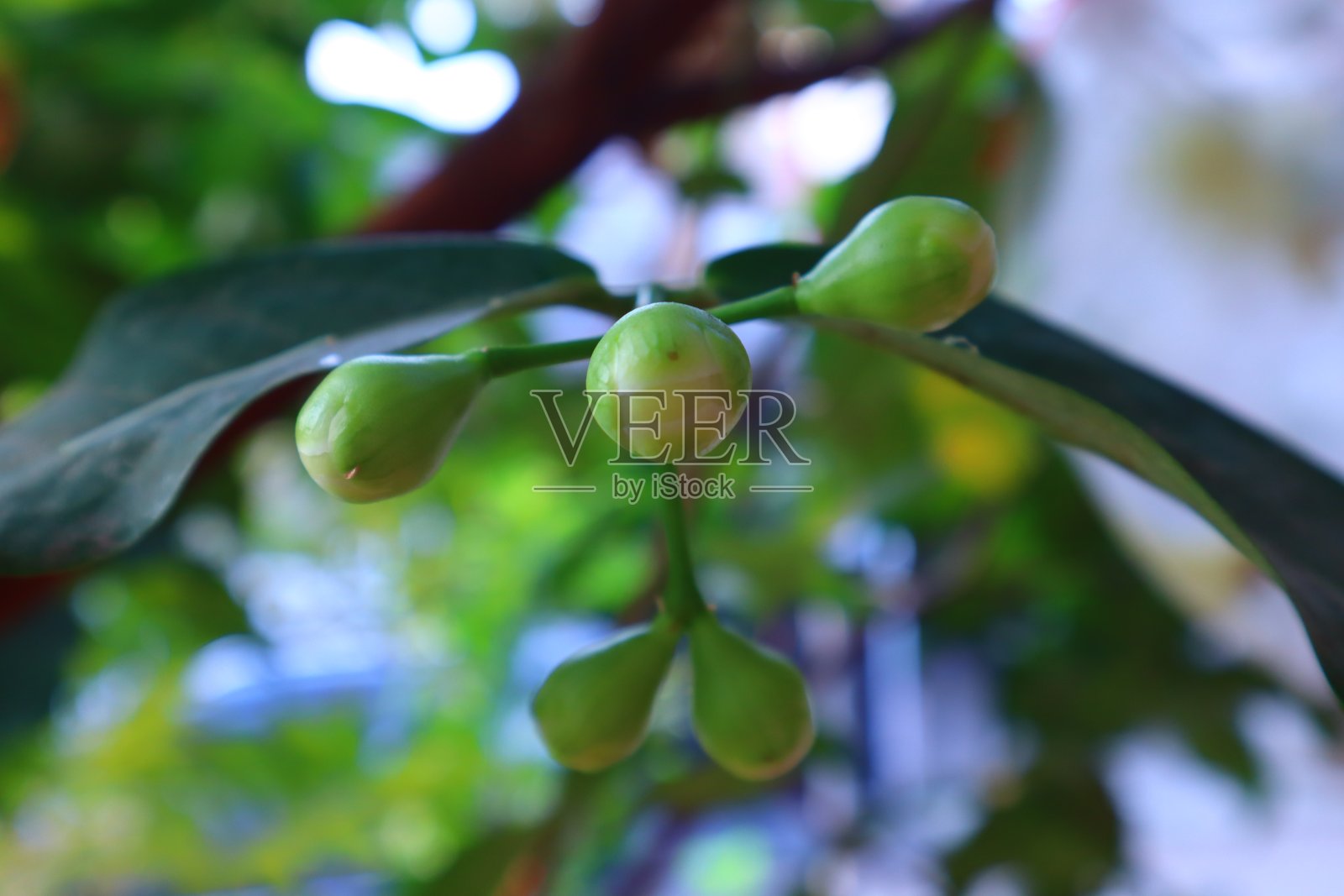 可以看到几棵番石榴树苗正在结果照片摄影图片