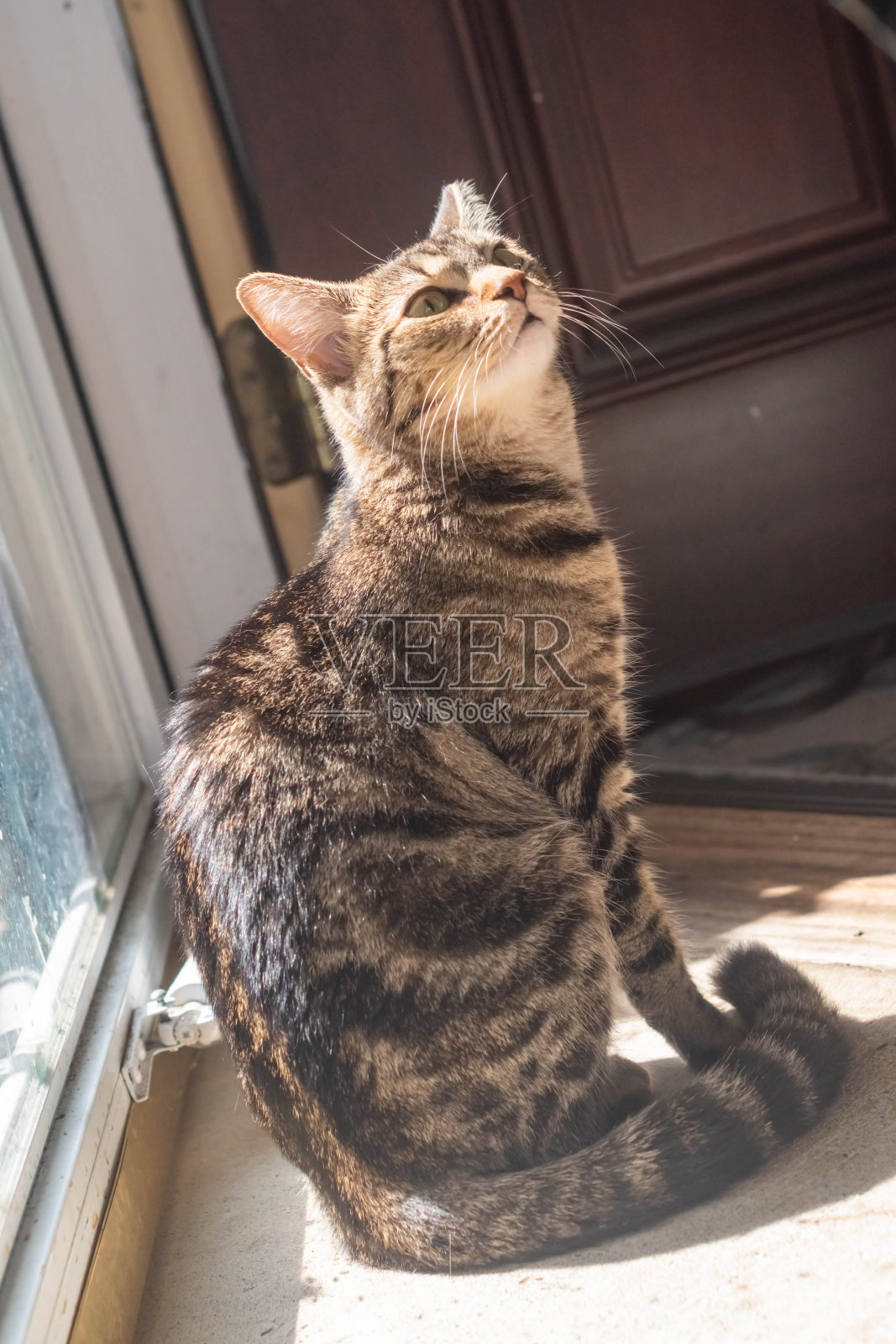 家猫看着相机选择性对焦照片摄影图片