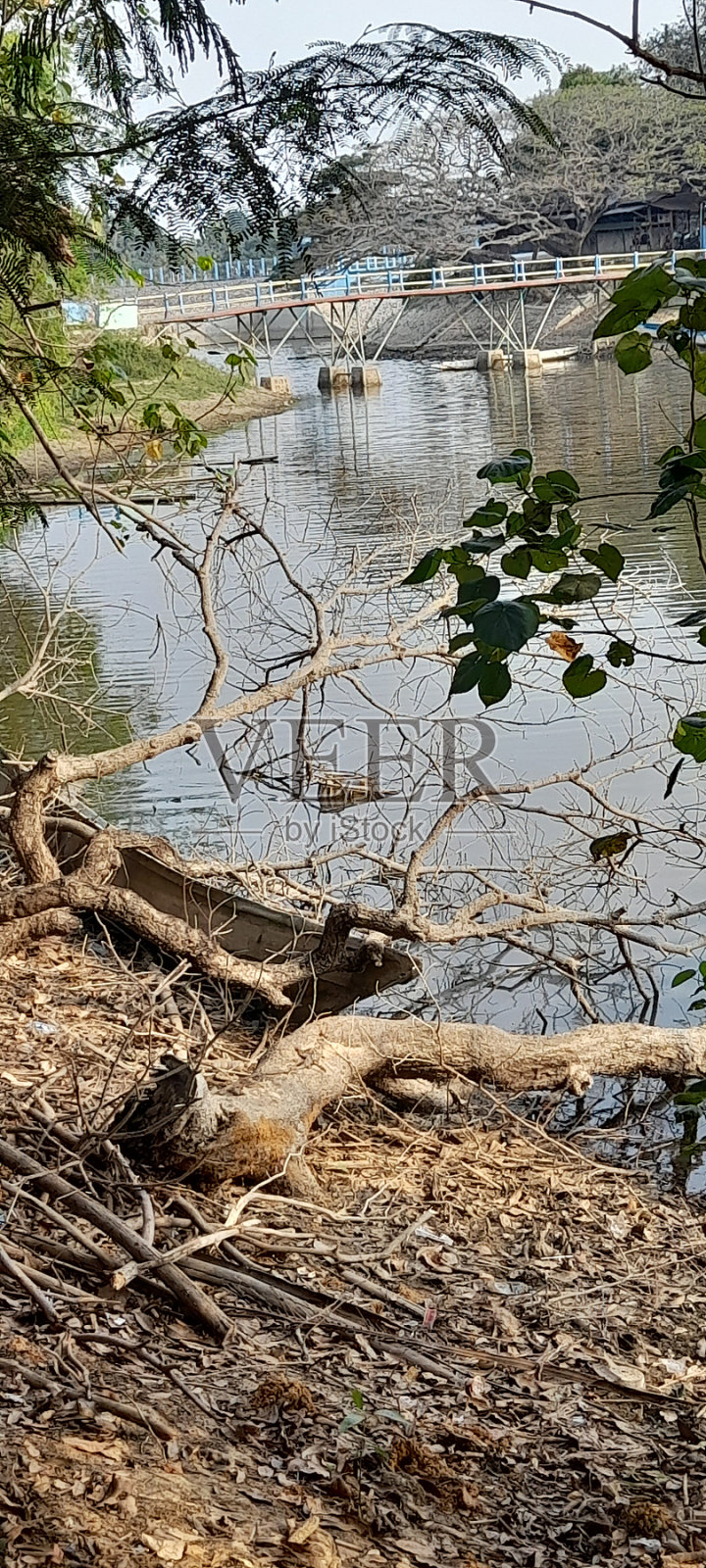 有枯树和湖泊的荒野景观照片摄影图片