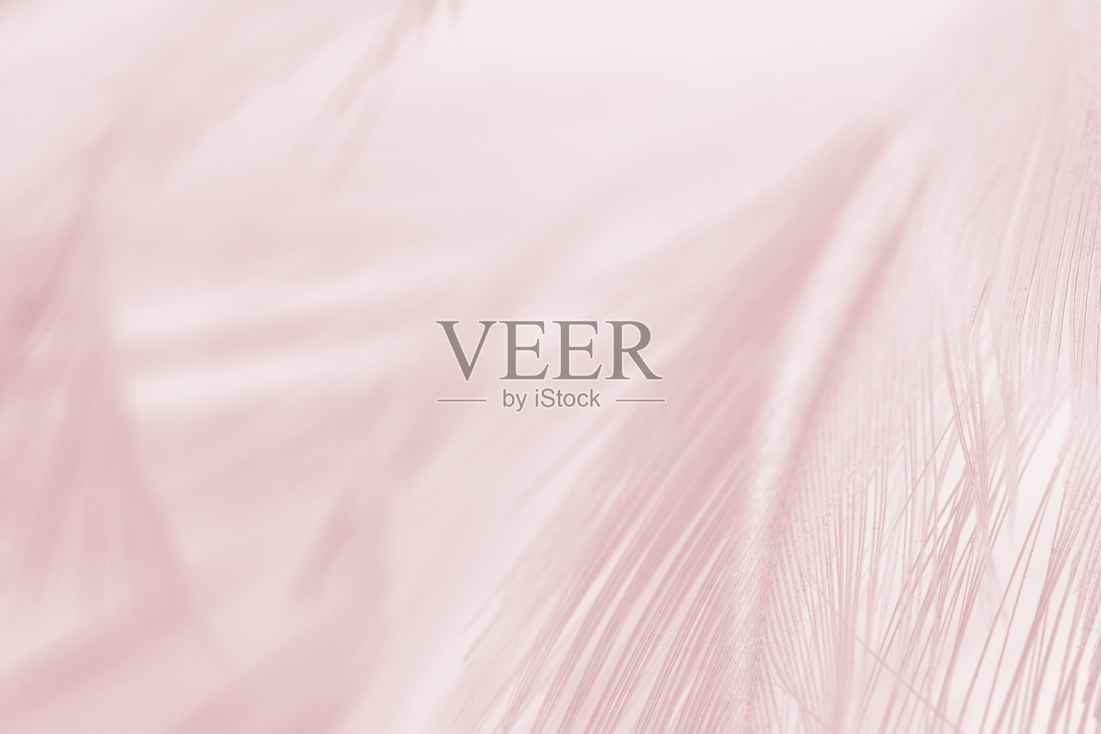 美丽的紫罗兰羽毛毛羽图案纹理背景,色彩柔和风格照片摄影图片