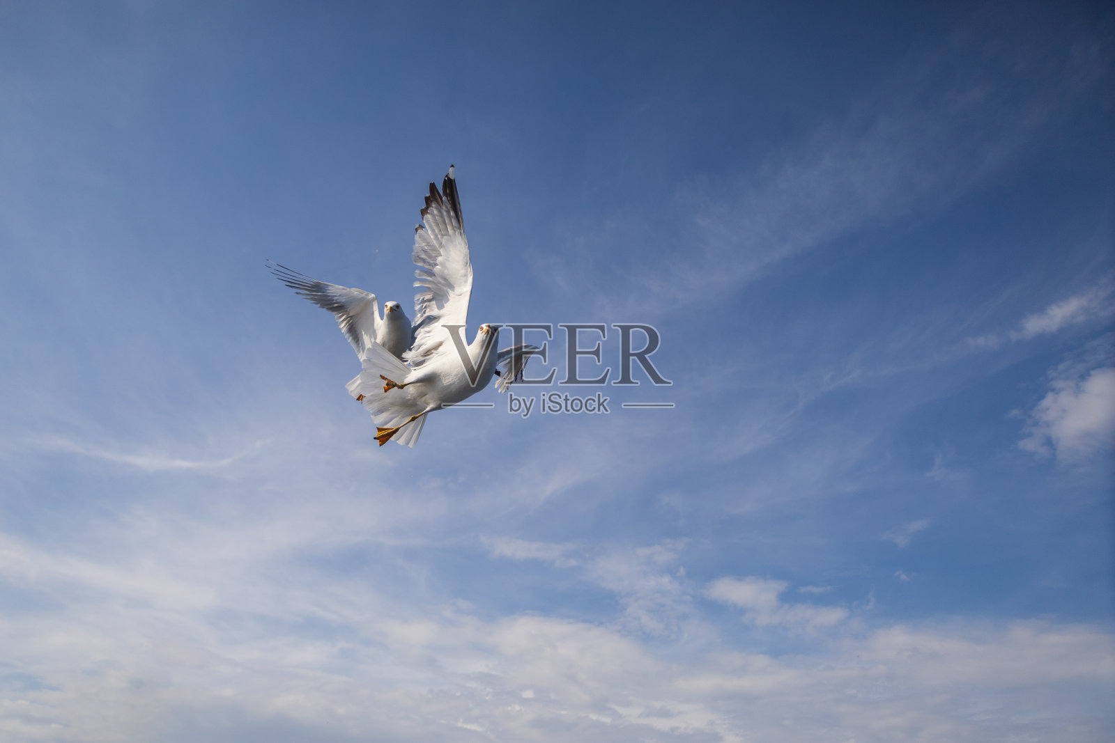 海鸥- Larus marinus张开翅膀在空中飞翔。蓝色的天空。背景是港口。照片摄影图片