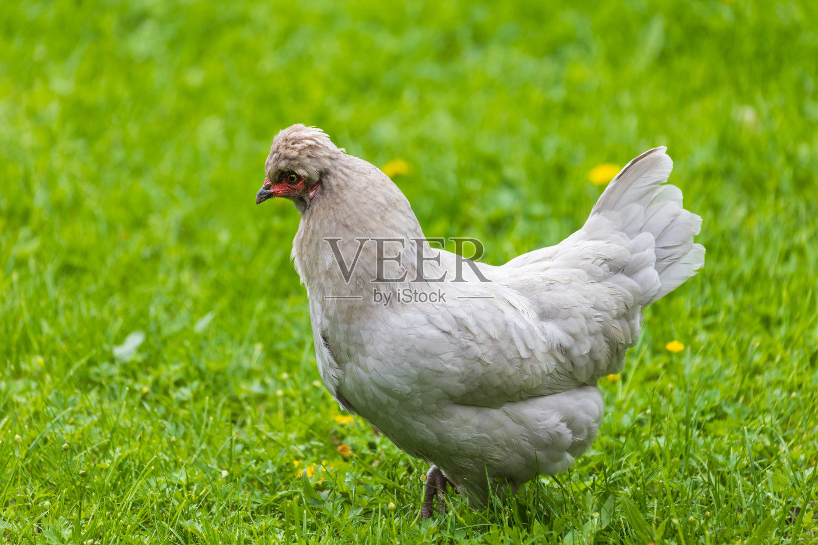 漂亮的彩色装饰小公鸡。他有一个红色的梳子和一个耳垂。照片摄影图片