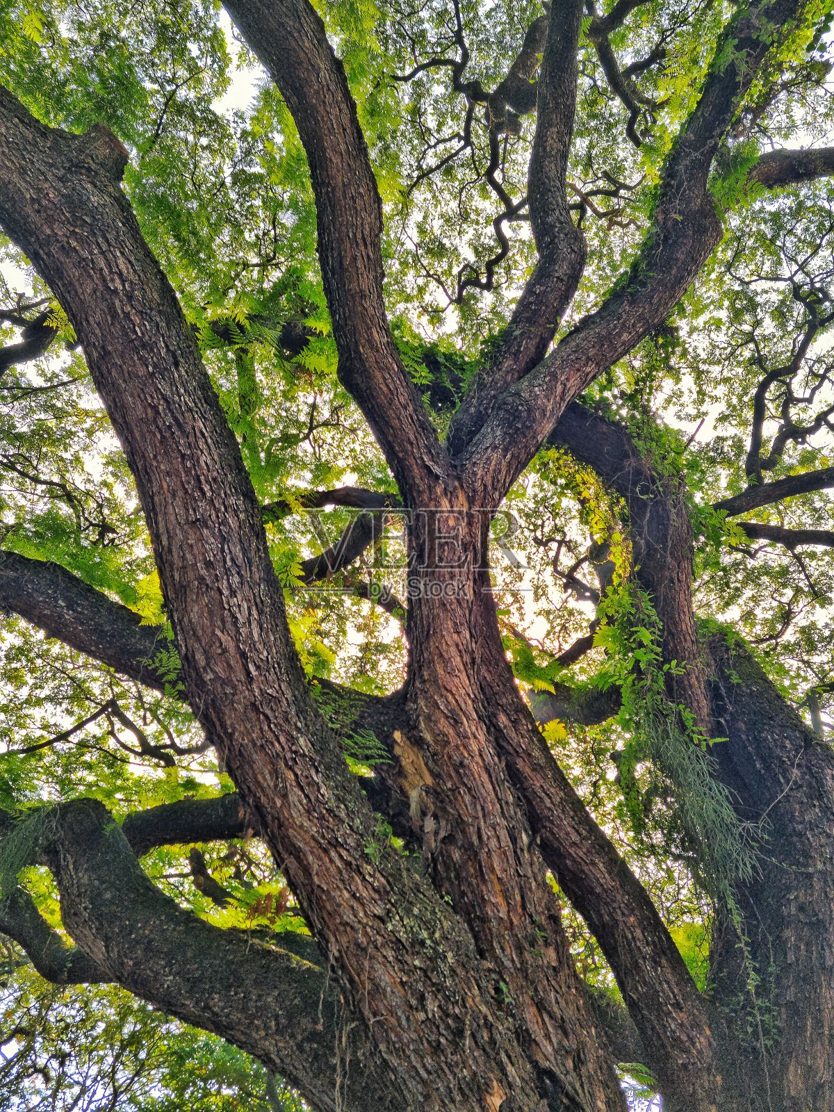 大树干老橡树照片摄影图片