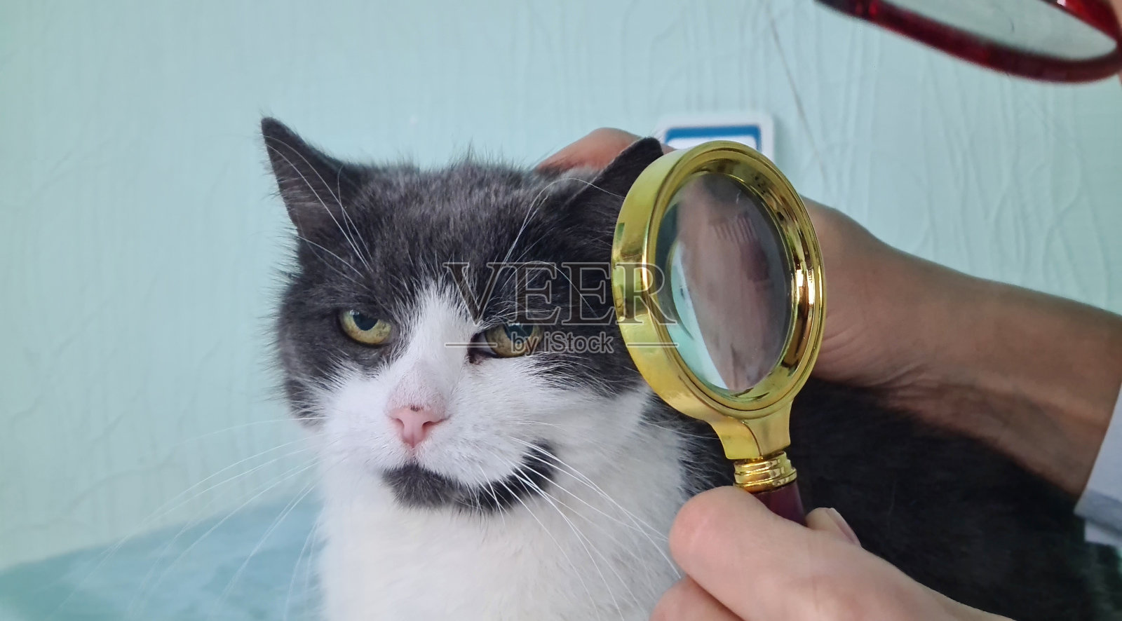 兽医用放大镜观察猫的皮肤,寻找动物皮毛中的跳蚤照片摄影图片