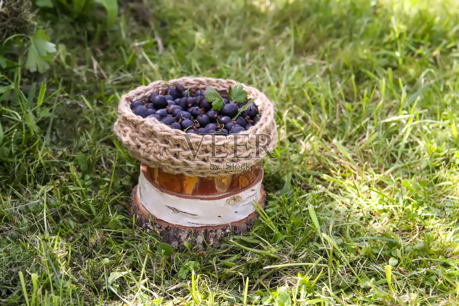 夏日花园里新鲜采摘的醋栗。照片摄影图片