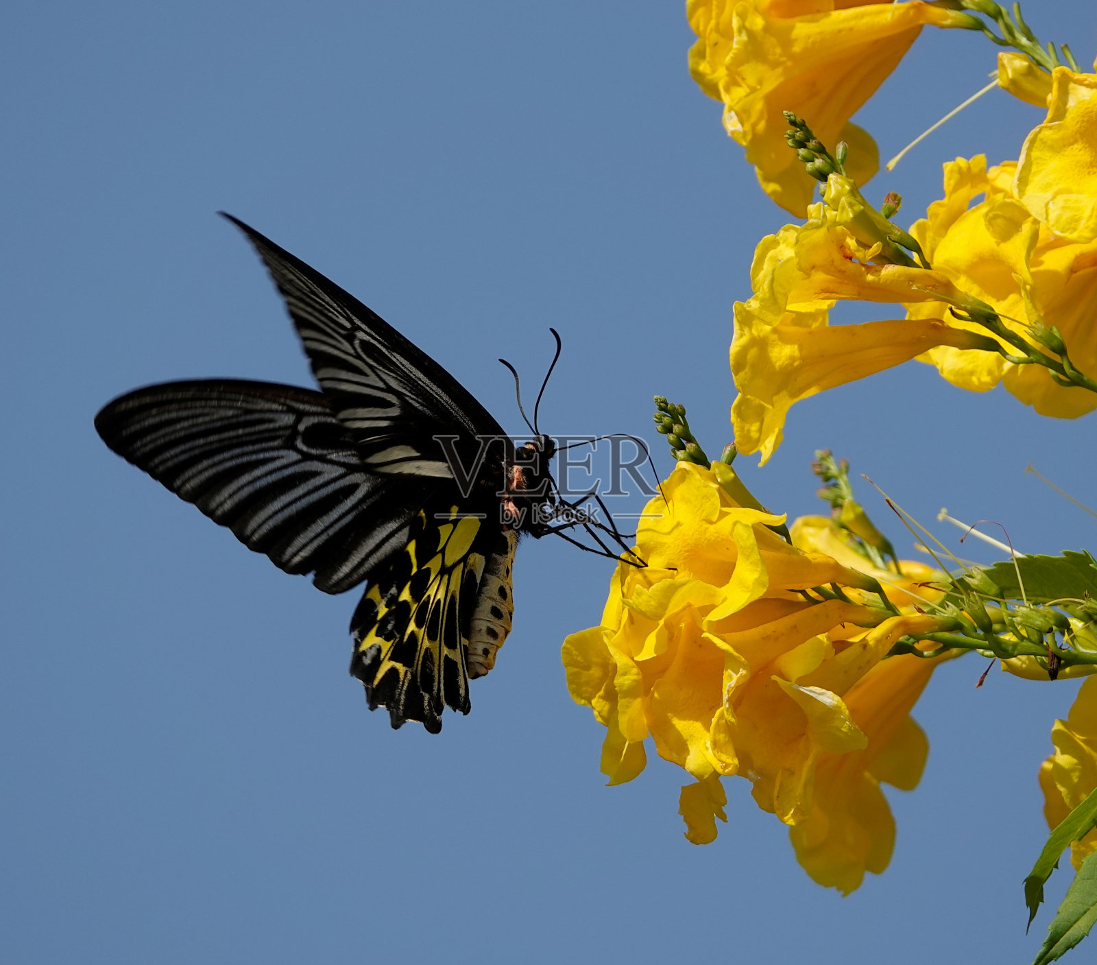 充满活力的黑黄相间的蝴蝶优雅地翱翔在一片郁郁葱葱的黄花上照片摄影图片