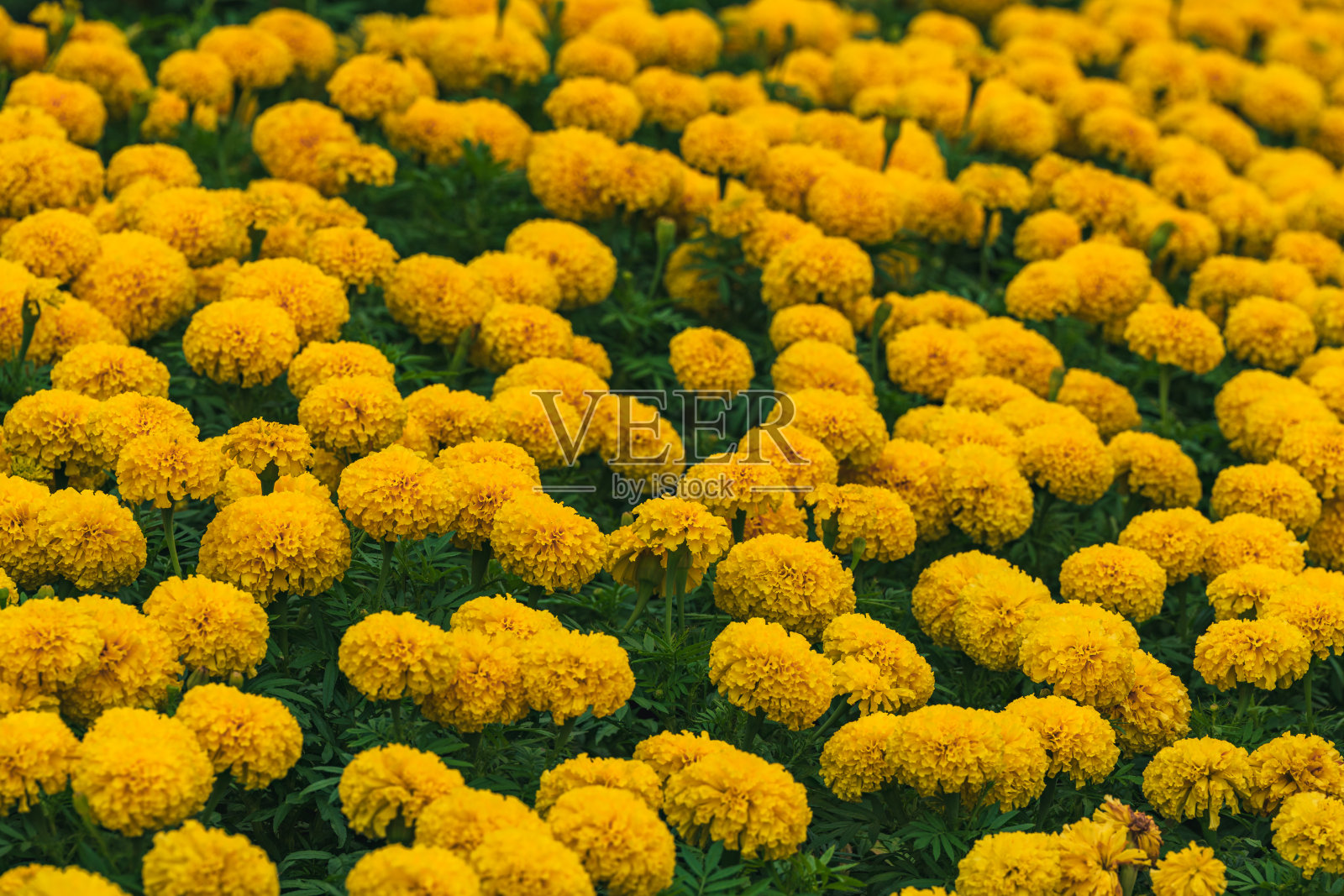 万寿菊在花园里盛开。照片摄影图片
