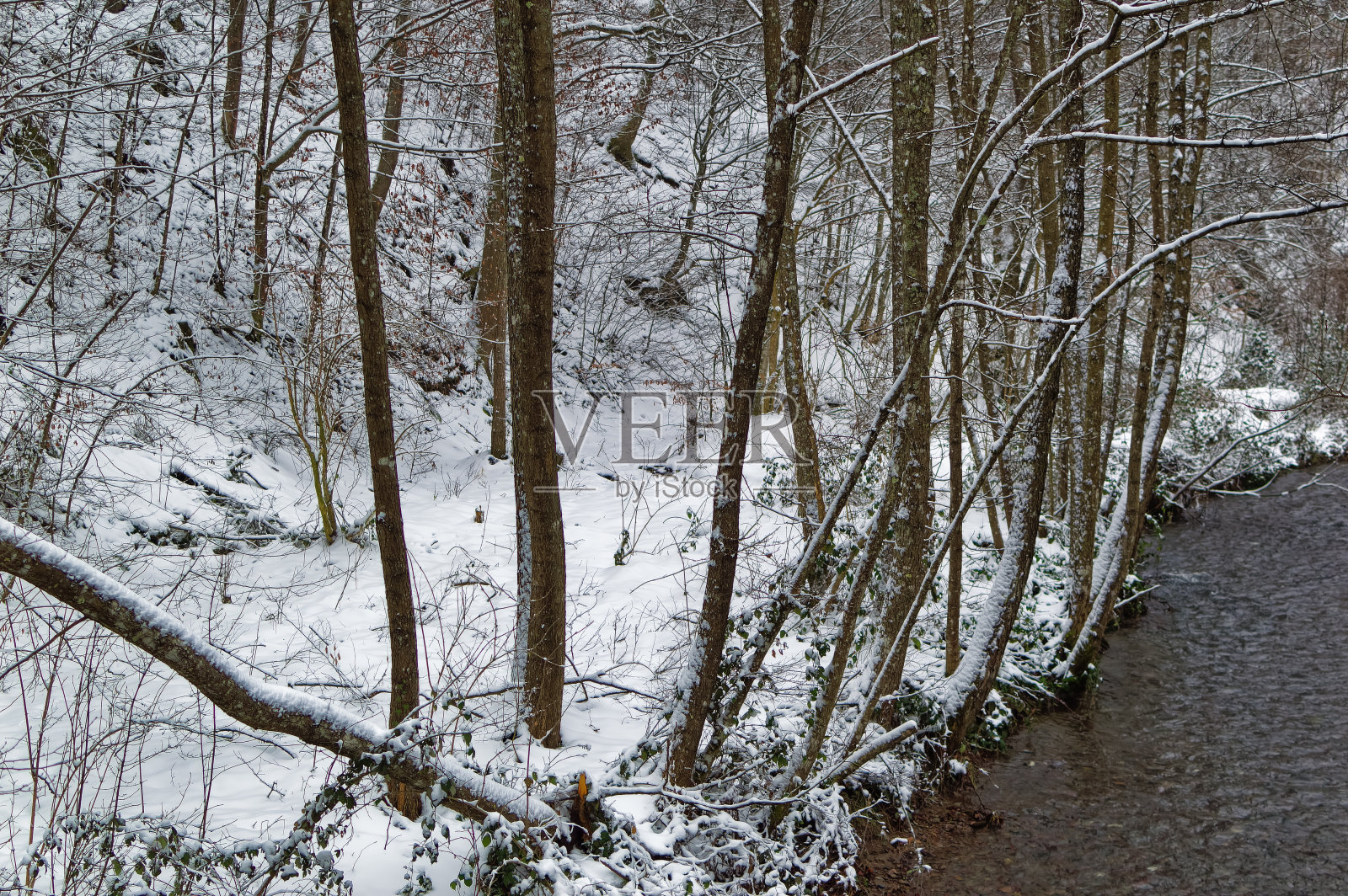 积雪覆盖的天然森林景观。照片摄影图片