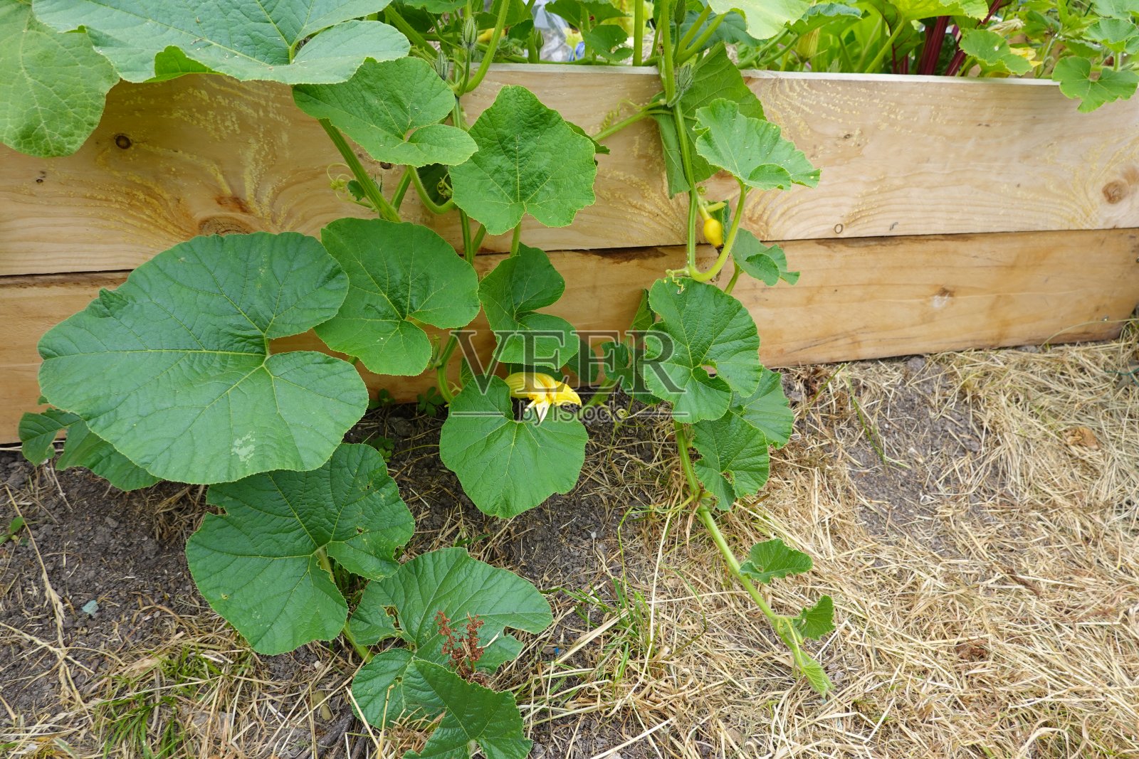 带木床的城市花园。春夏栽培。后院花园的高架床照片摄影图片