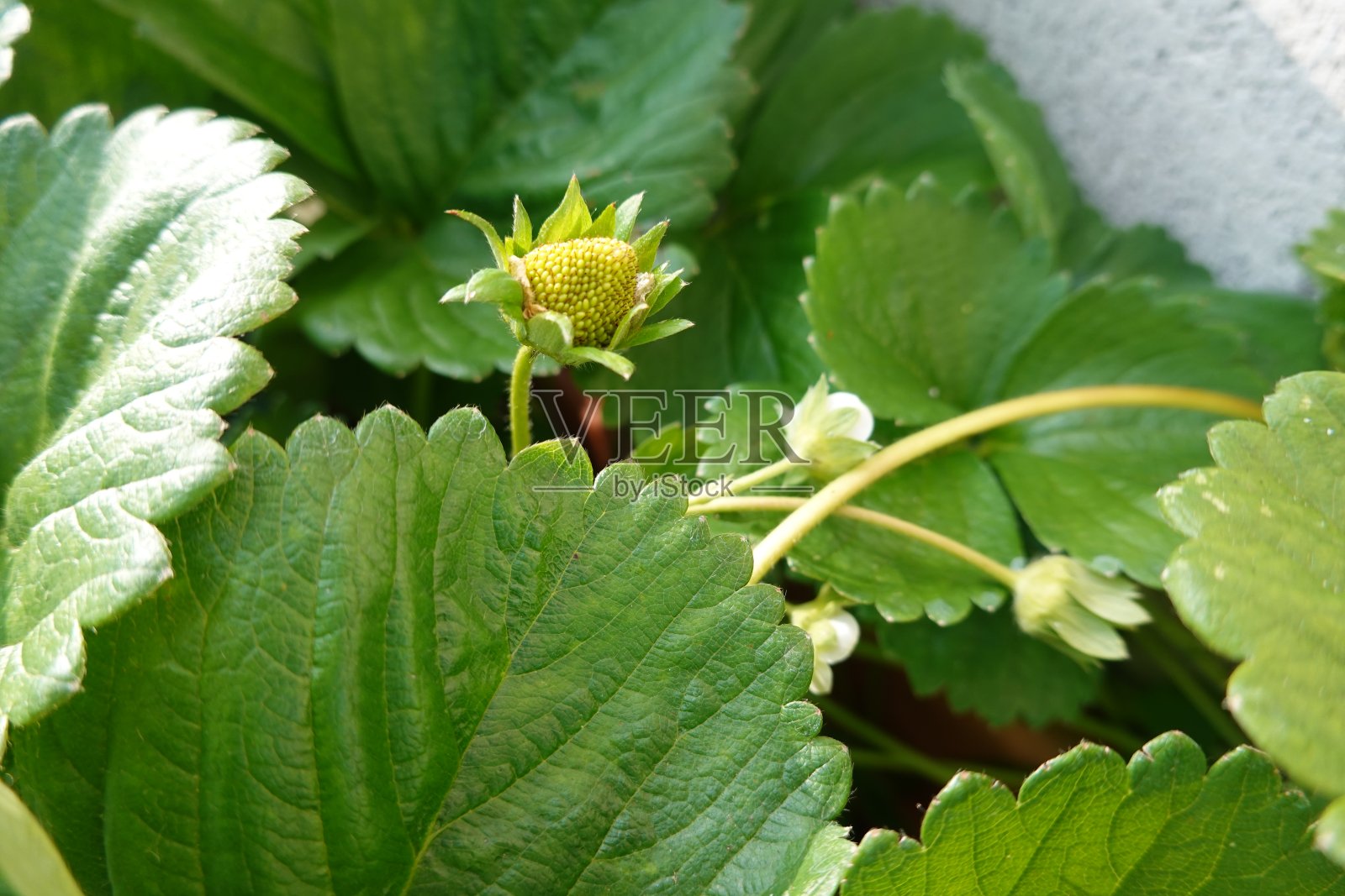 在花盆里种植草莓。在容器里种植草莓,在露台上种植照片摄影图片