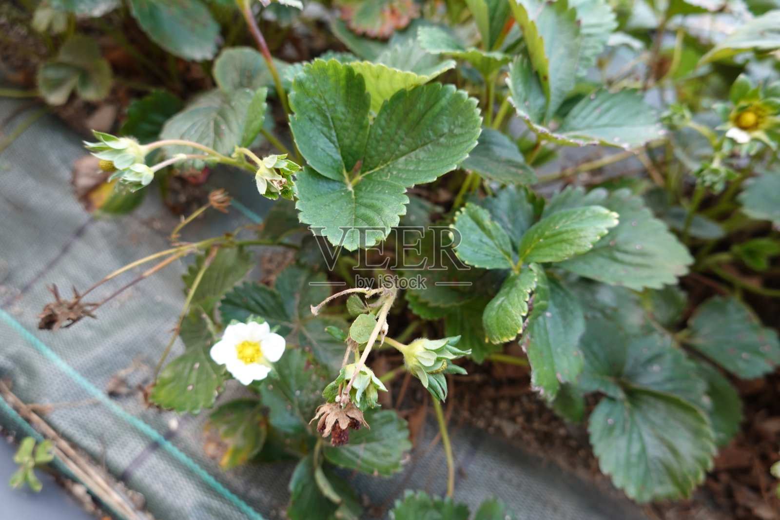 在后院里种草莓。草莓花在凸起的木床上。植物草莓照片摄影图片