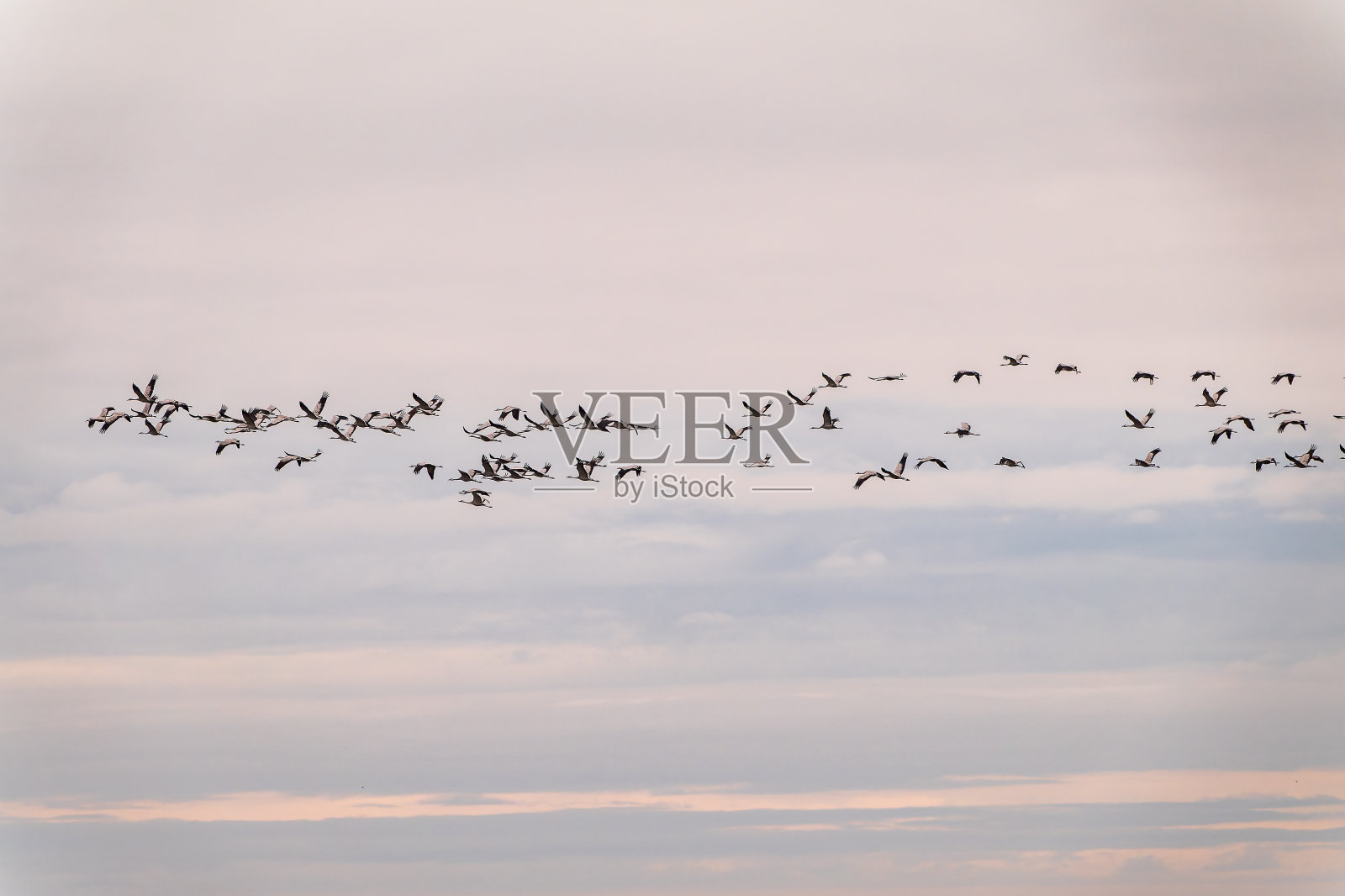 飞鹤群映蓝天照片摄影图片