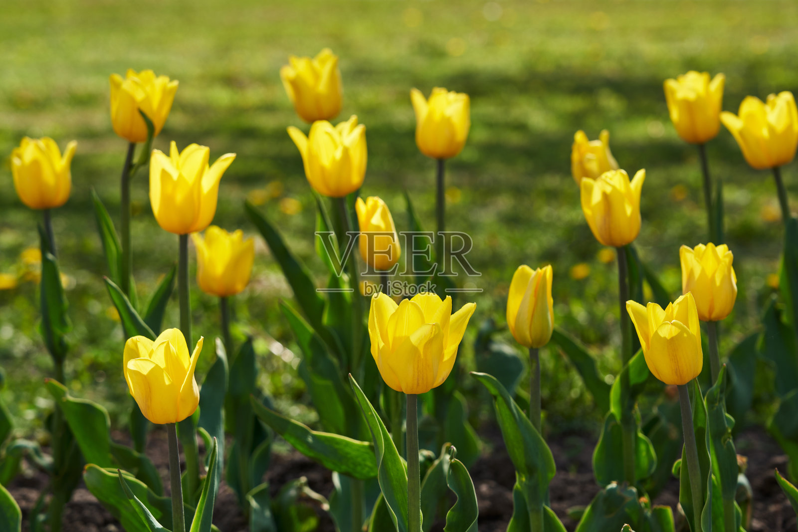 鲜艳多彩的郁金香在春天开花照片摄影图片