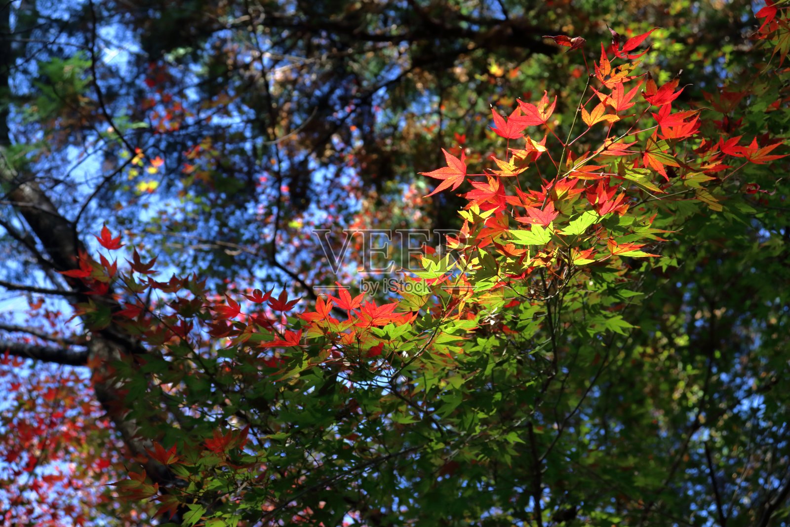 枫树装点着道路(来自高知县高台山千栗树)照片摄影图片