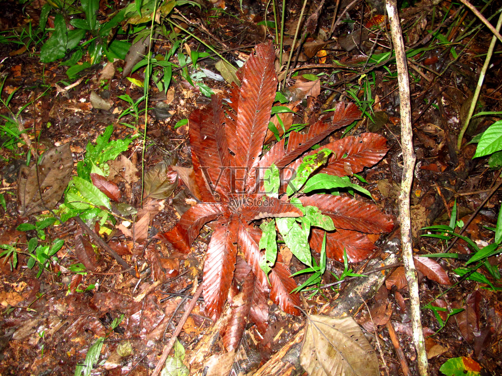 南美洲秘鲁亚马逊河上的丛林照片摄影图片