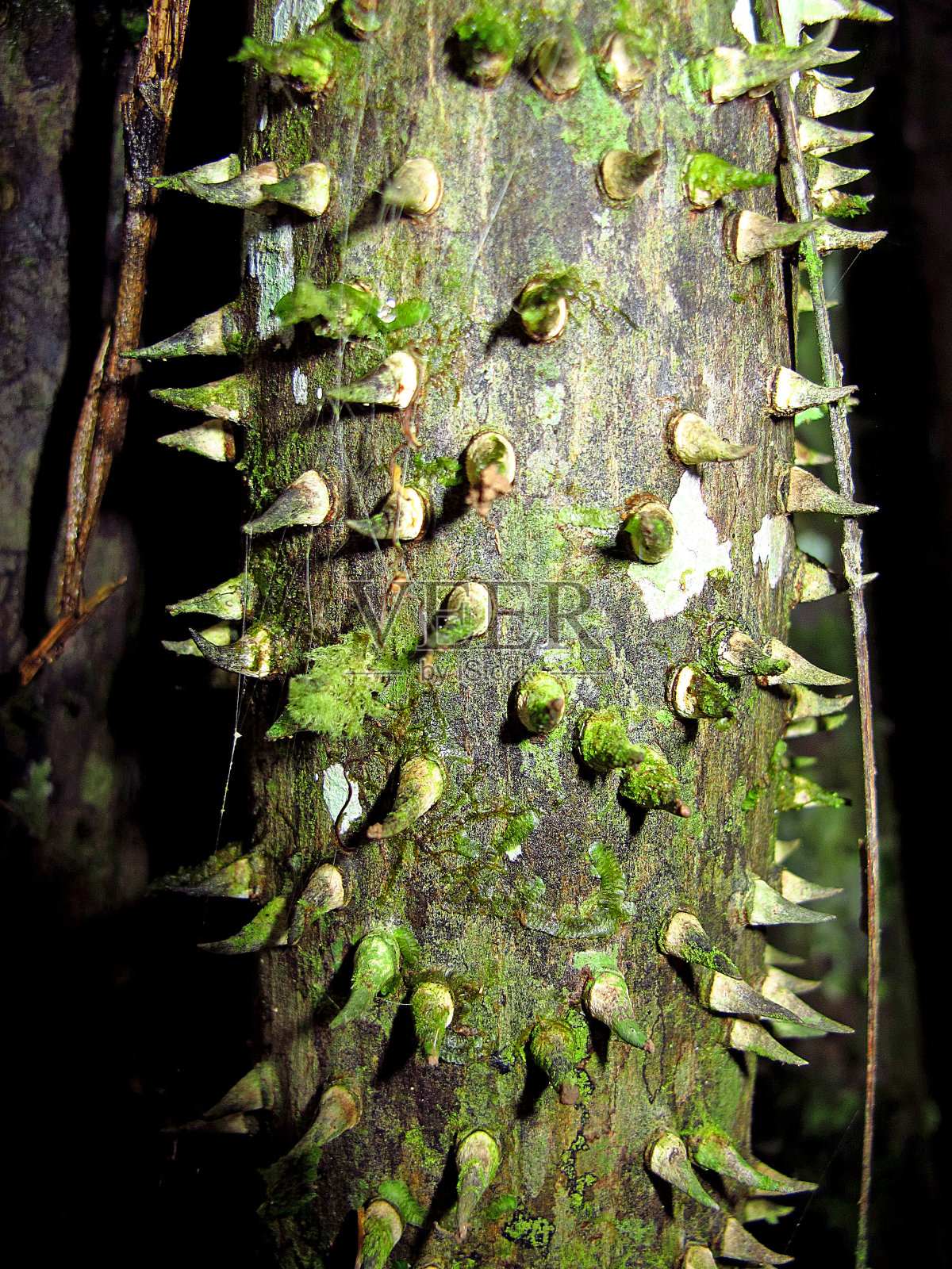 南美洲秘鲁亚马逊河上的丛林照片摄影图片