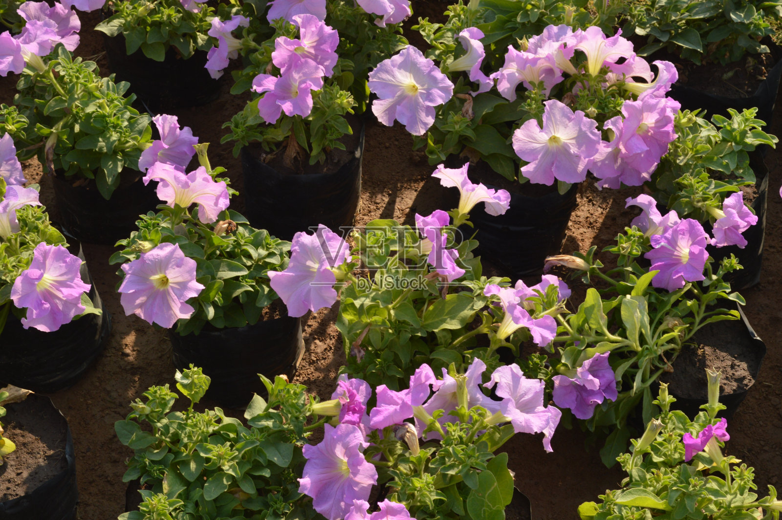 Flower Am 37照片摄影图片