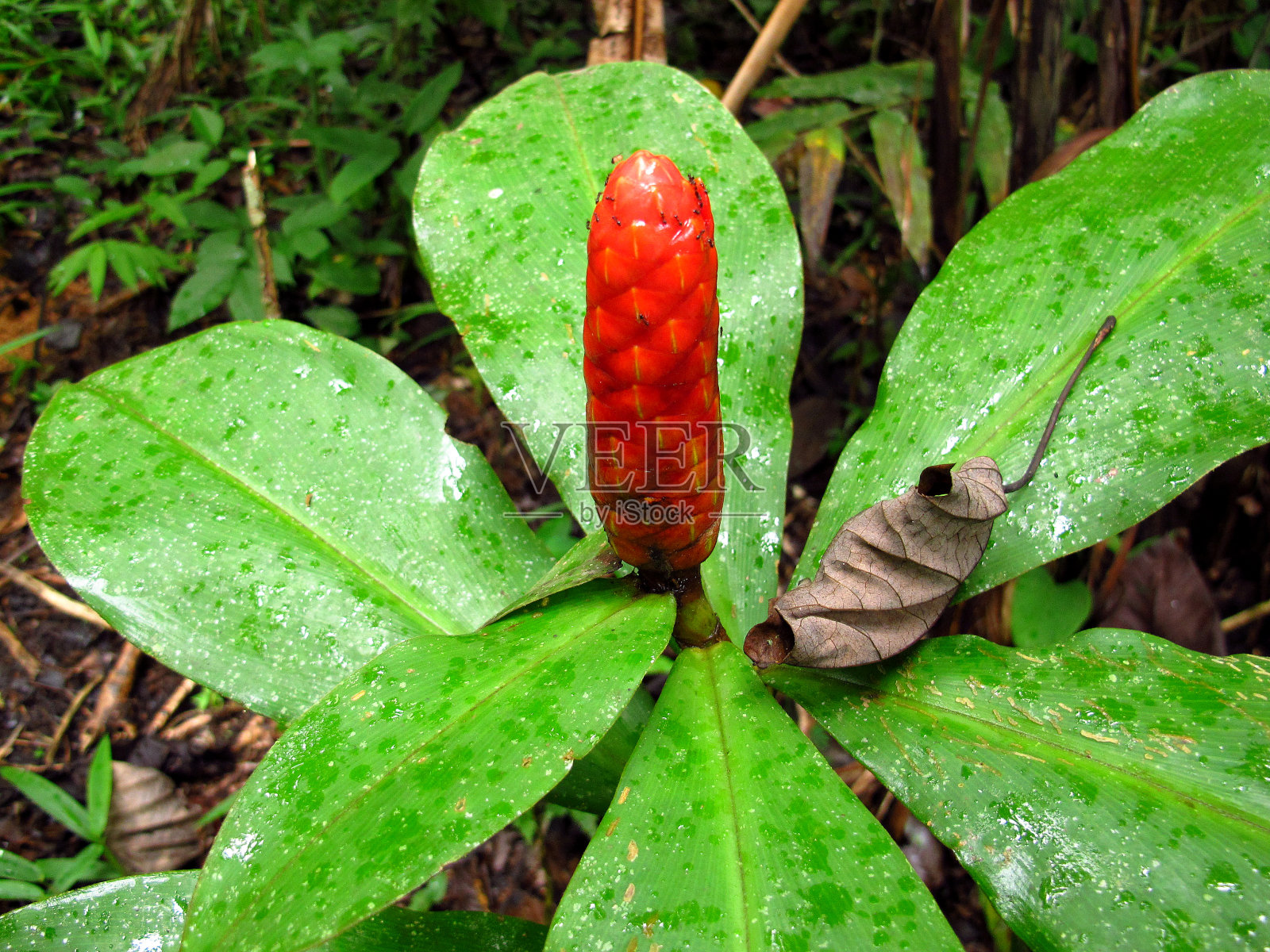 南美洲秘鲁亚马逊河上的丛林照片摄影图片