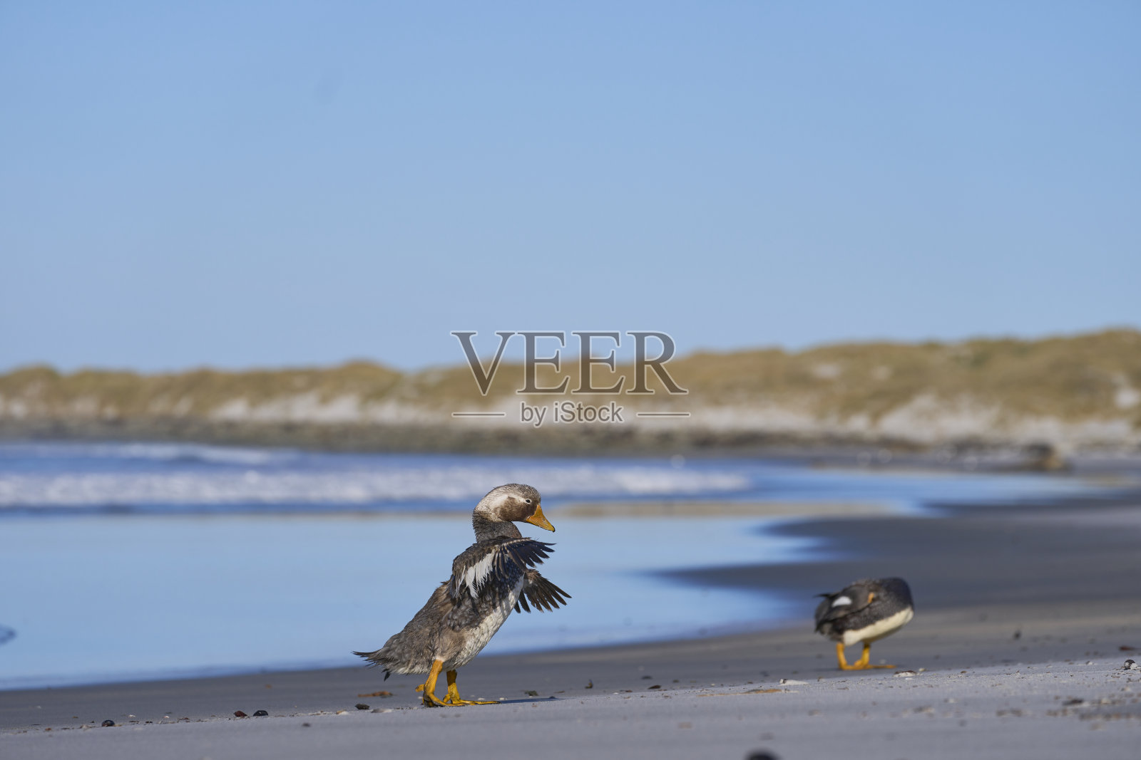 福克兰汽船鸭照片摄影图片