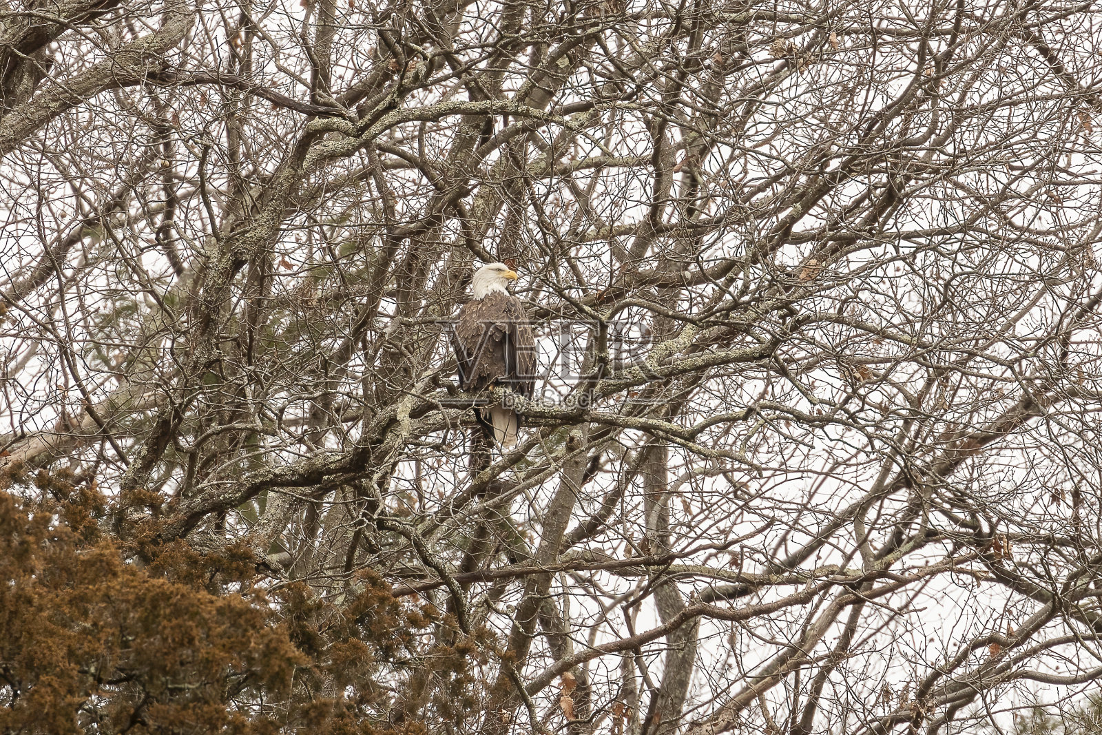 这只秃鹰栖息在特拉华水口国家游乐区的树枝上照片摄影图片