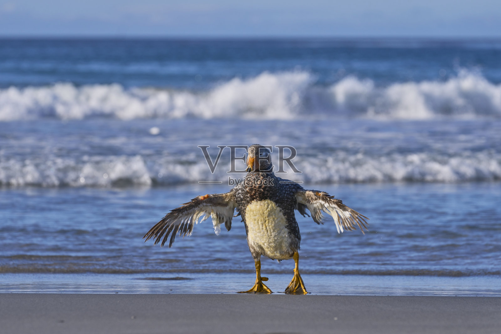 福克兰汽船鸭照片摄影图片