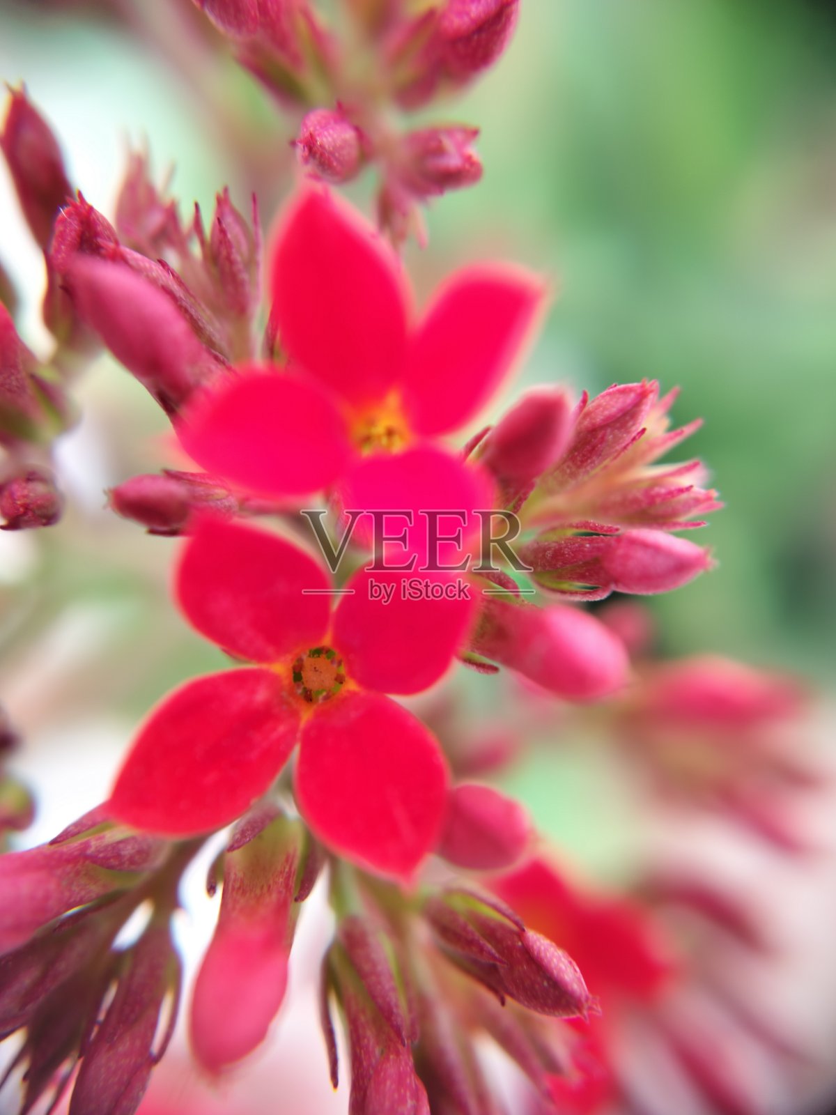 一束红花照片摄影图片