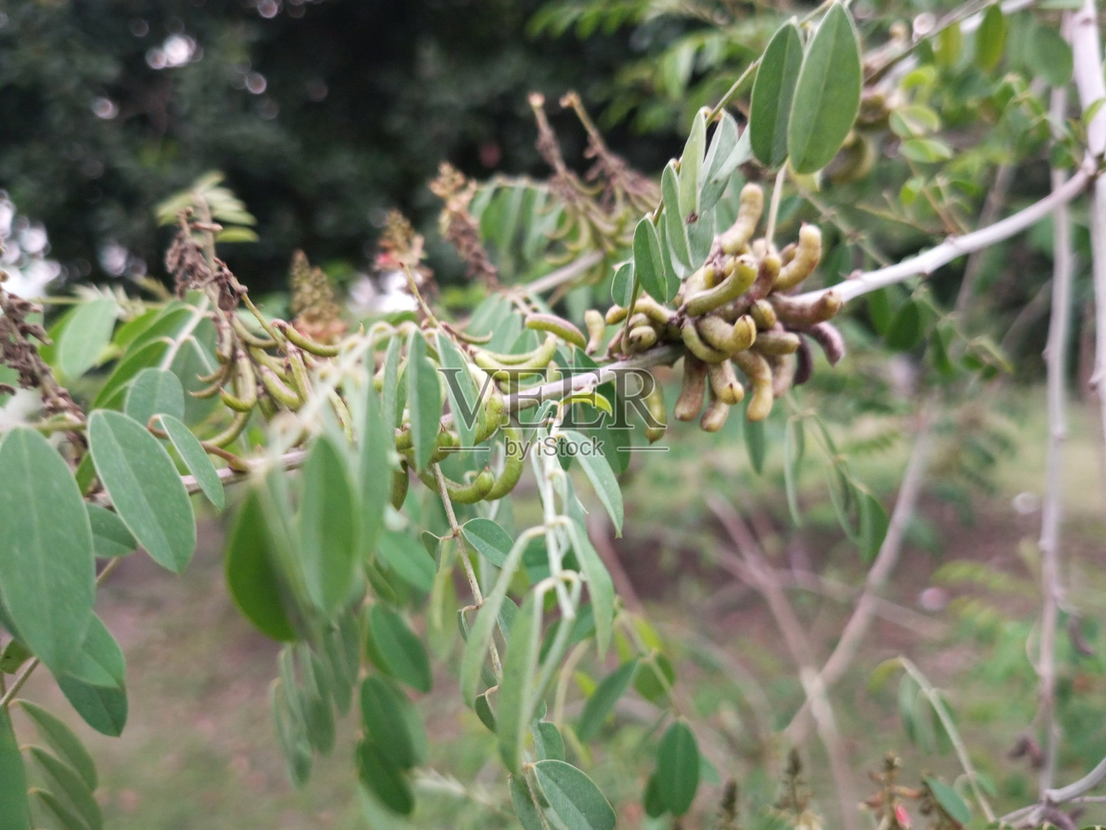 靛蓝,也被称为真靛蓝,是一种豆科植物,是靛蓝染料的原始来源之一。照片摄影图片