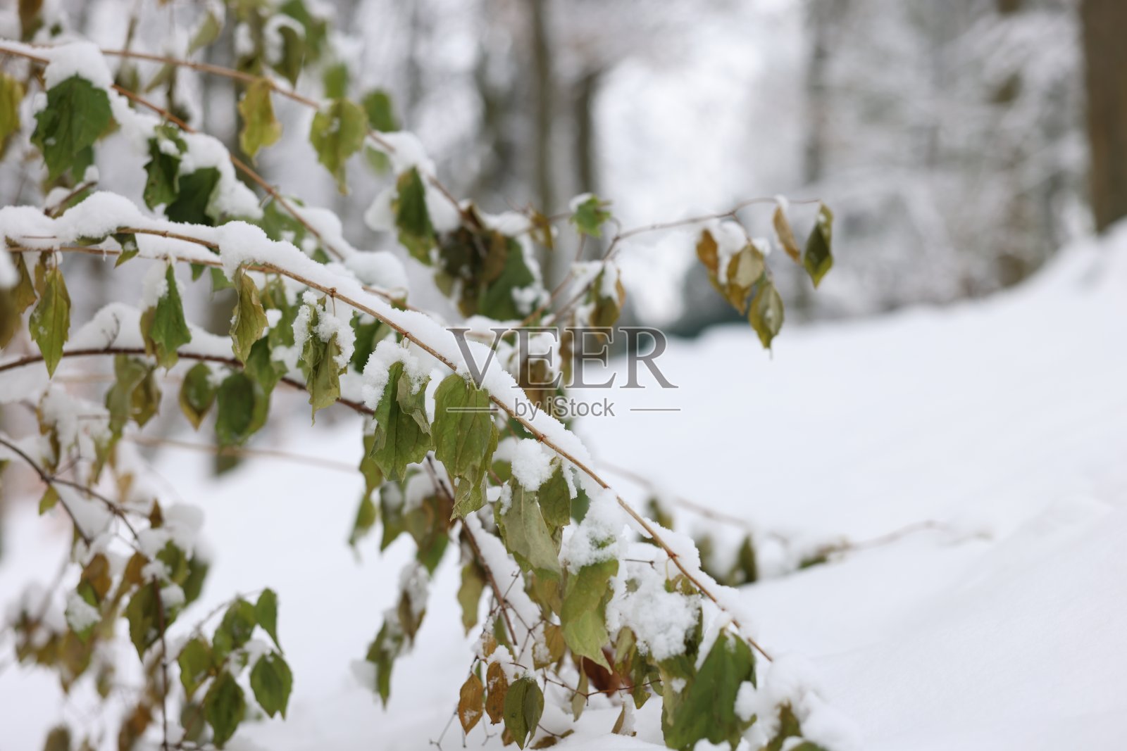 冬天公园里美丽的树枝被雪覆盖,特写。文本空间照片摄影图片