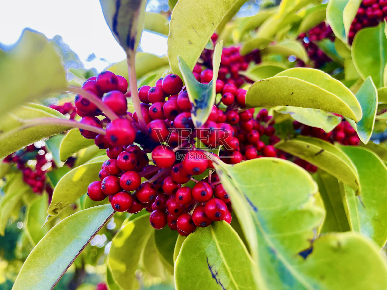 小红水果照片摄影图片