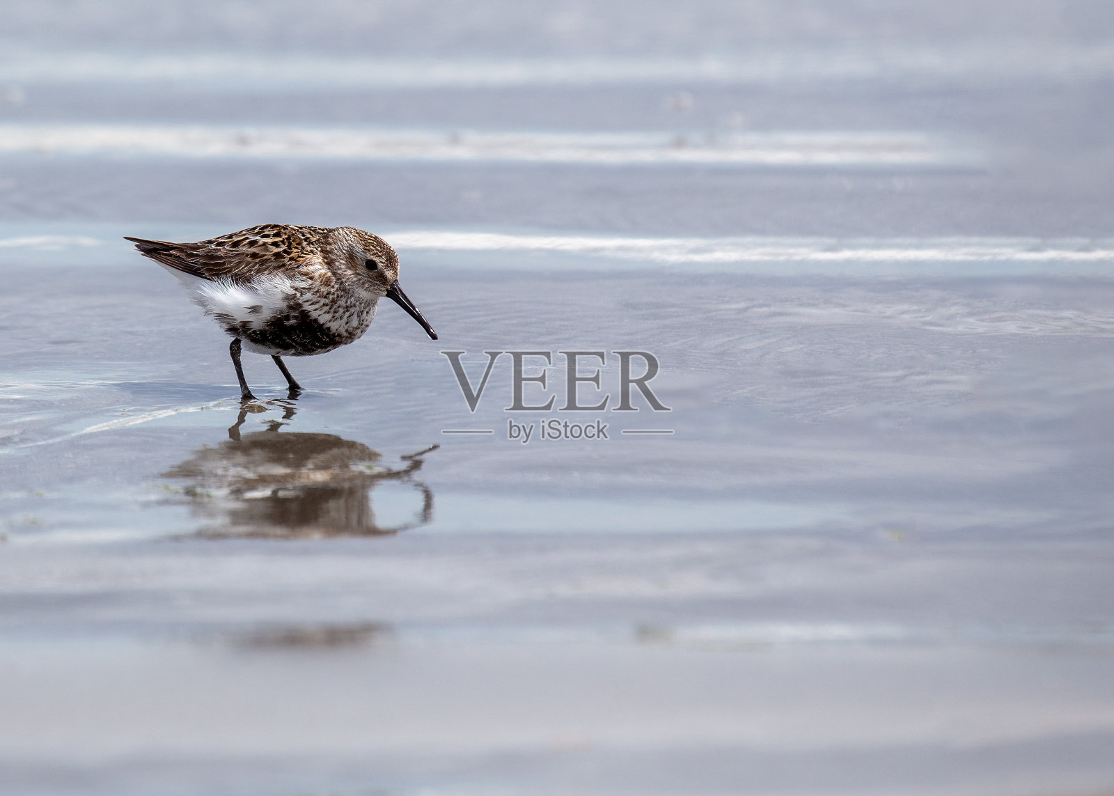 Dunlin (Calidris alpina)户外照片摄影图片