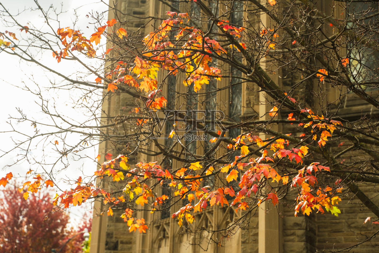 加拿大多伦多大学照片摄影图片
