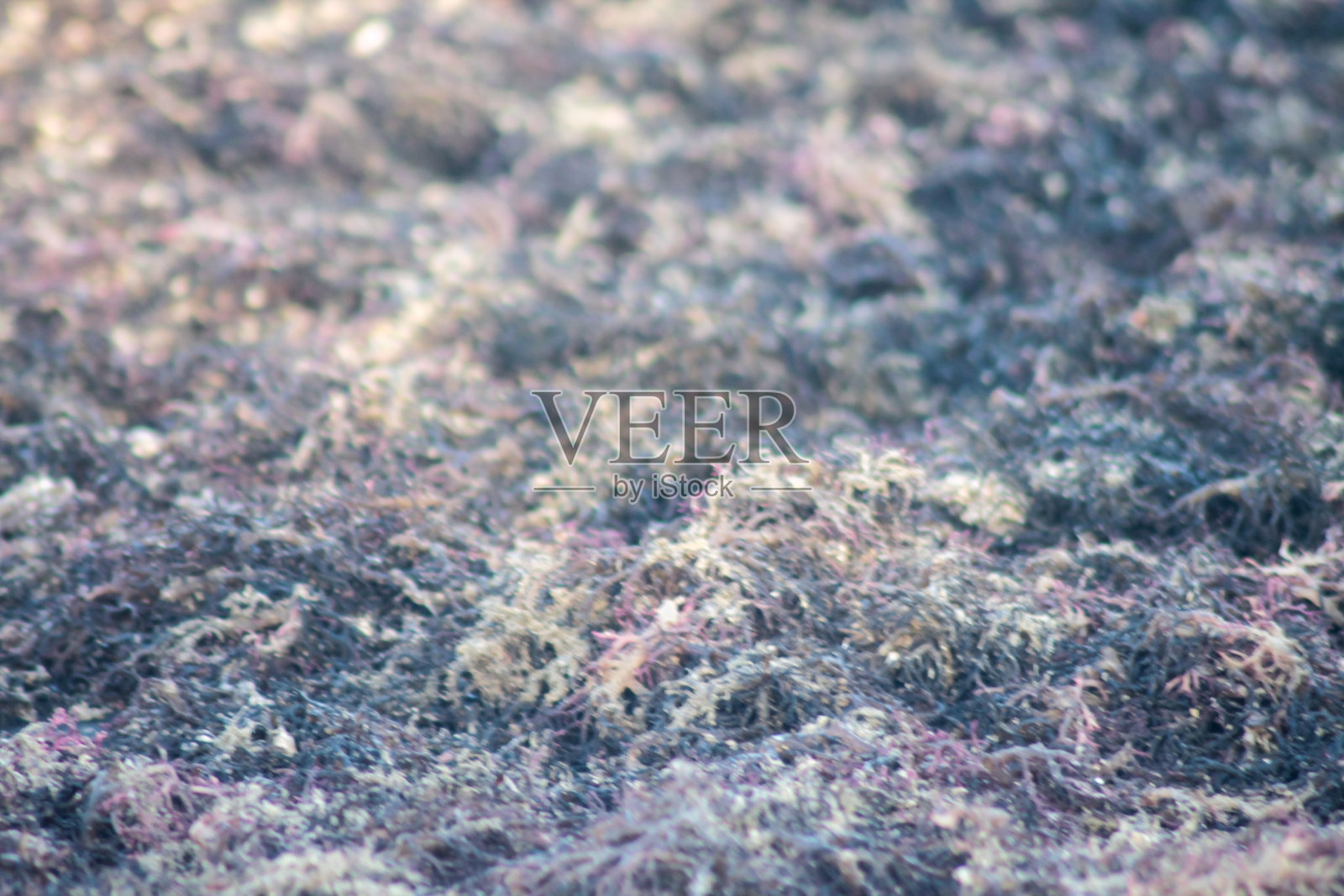 干海藻,海边干海藻的特写镜头。在太阳下晒干海藻的过程照片摄影图片