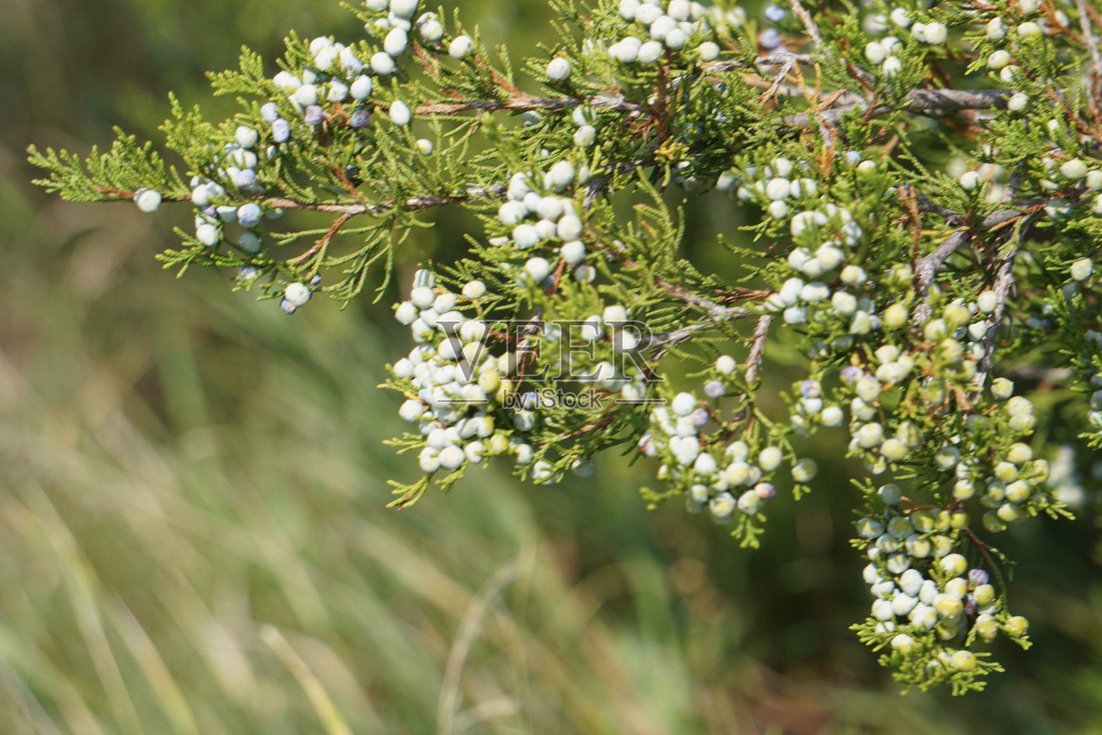 雪松浆果照片摄影图片