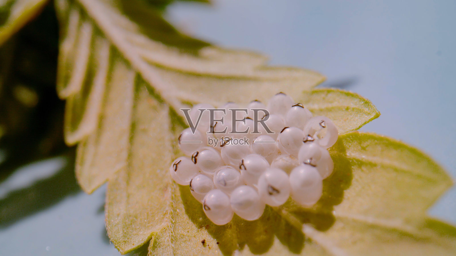 特写,DOF:叶子背面有褐色斑点的臭虫的白色卵照片摄影图片