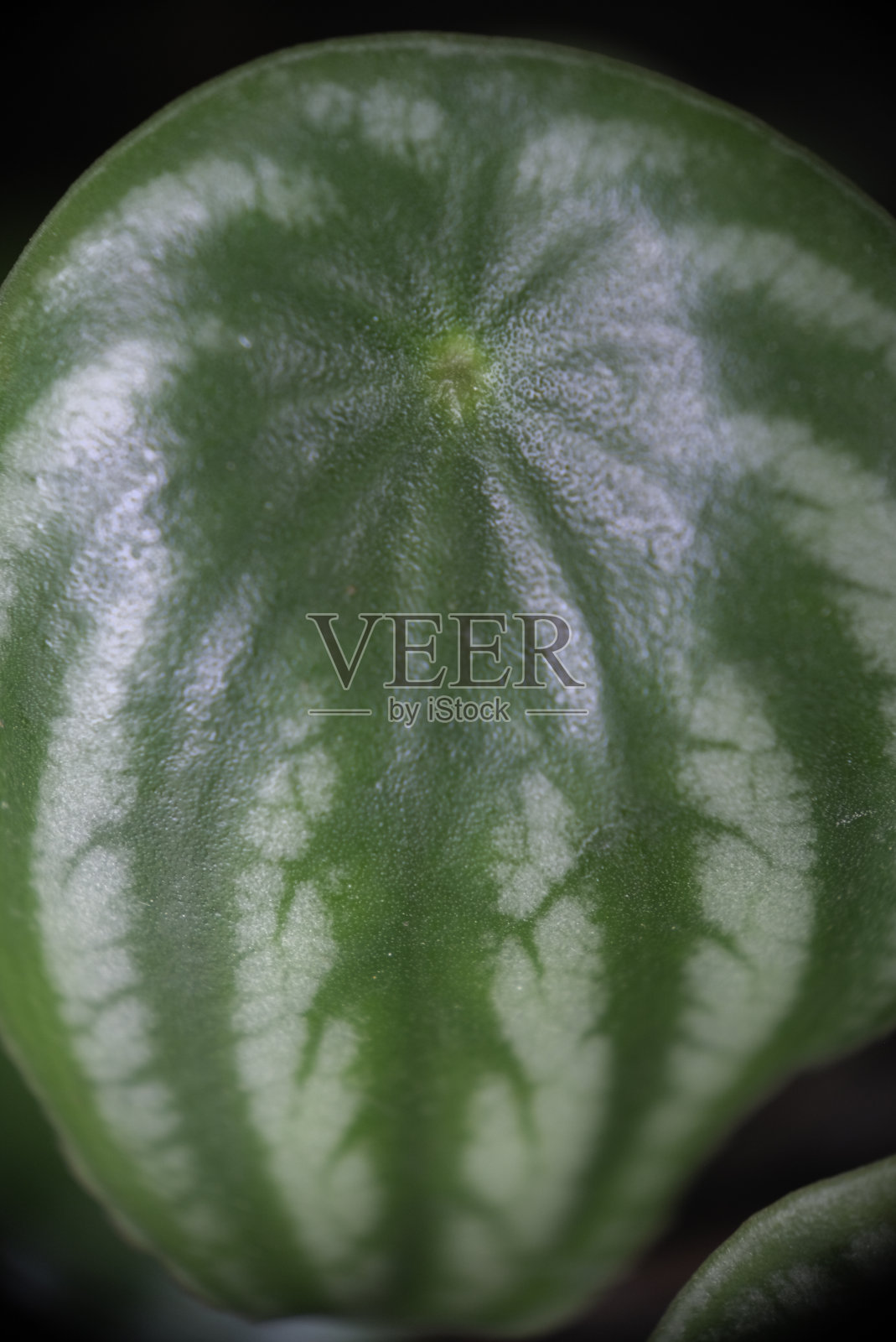 室内植物西瓜胡椒特写,选择性聚焦。照片摄影图片