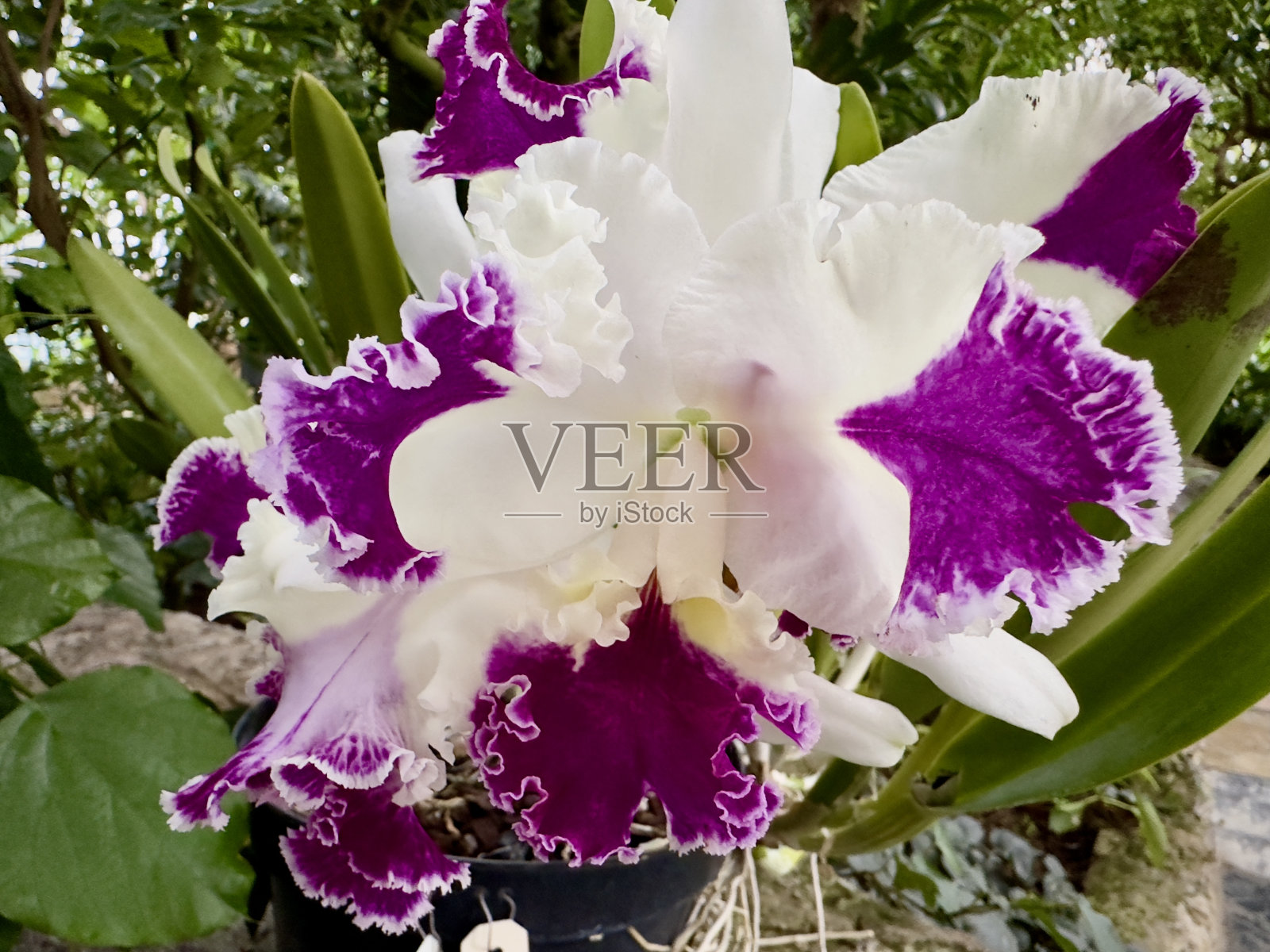 兰花照片摄影图片