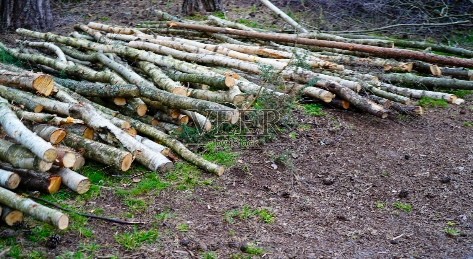 林地里刚砍下来的原木照片摄影图片